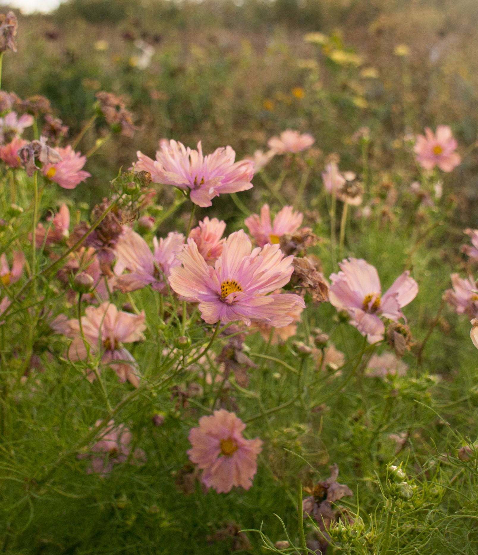 COSMOS bipinnatus Apricotta