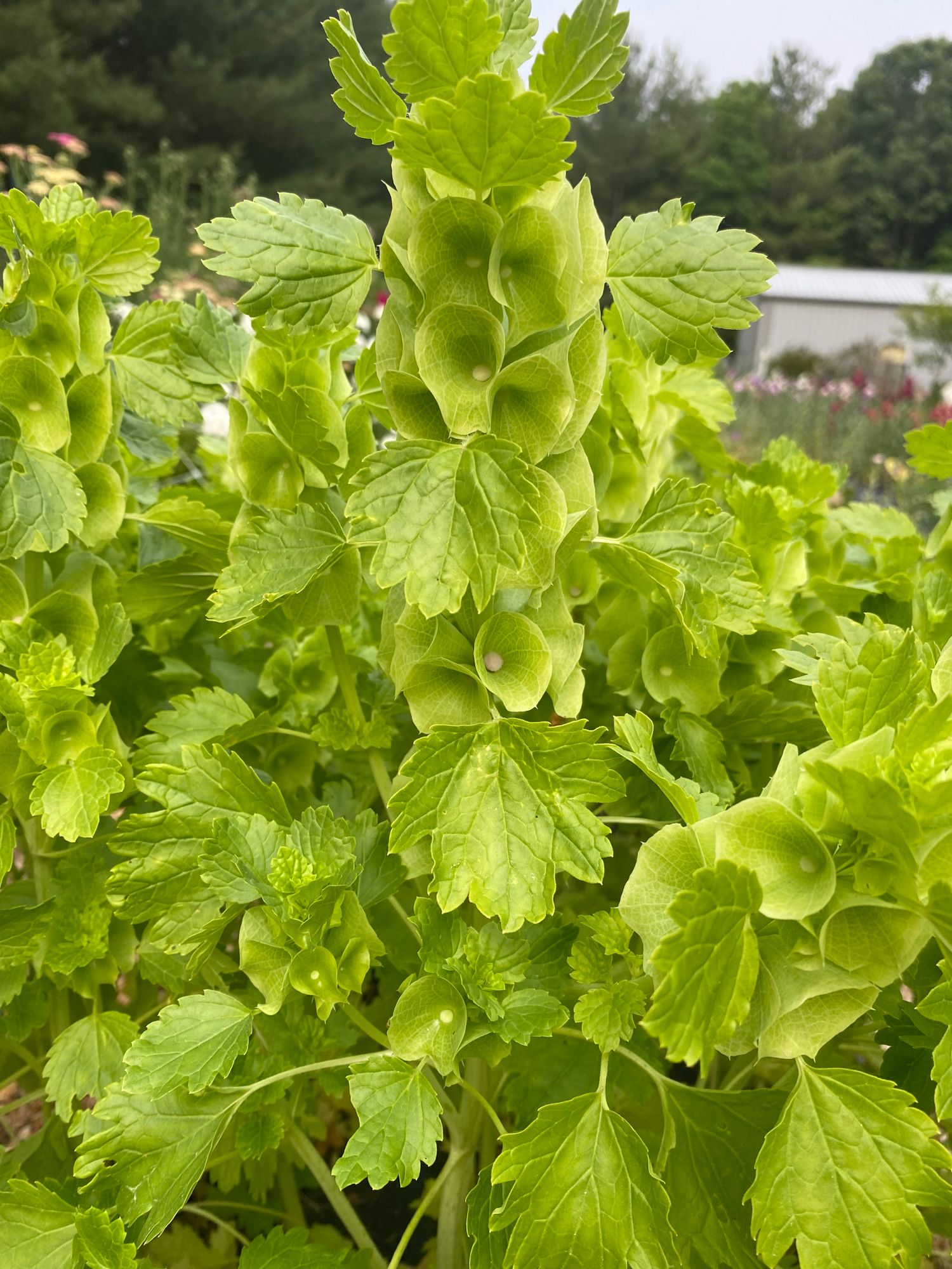 MOLUCCELLA laevis