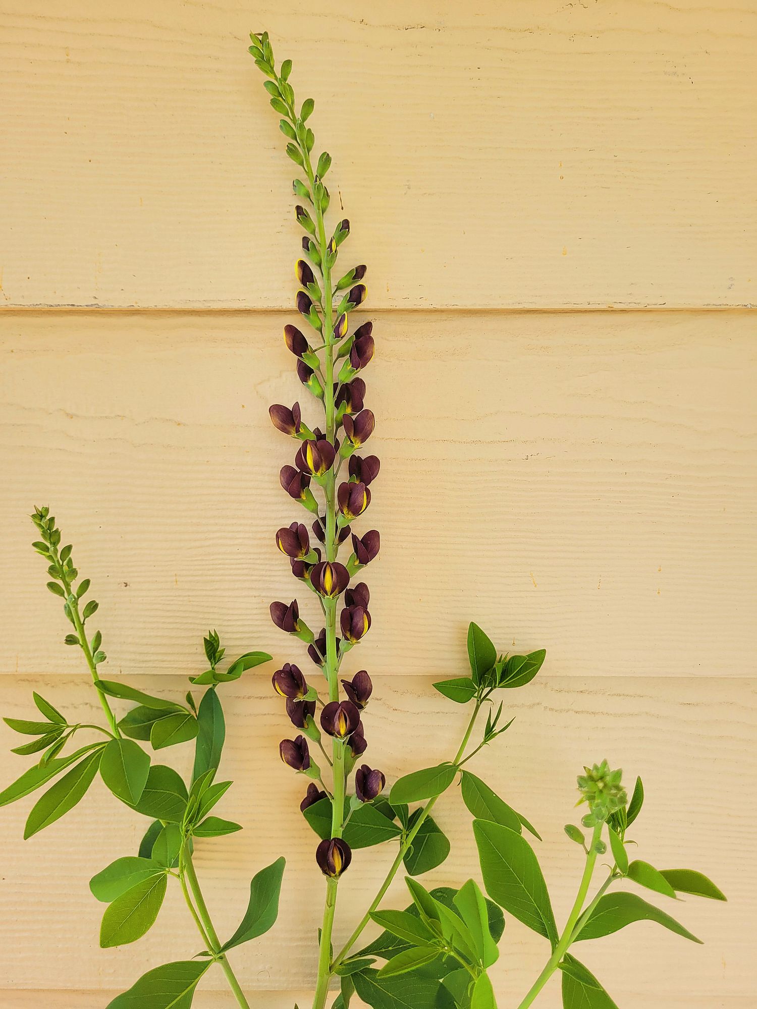 BAPTISIA australis