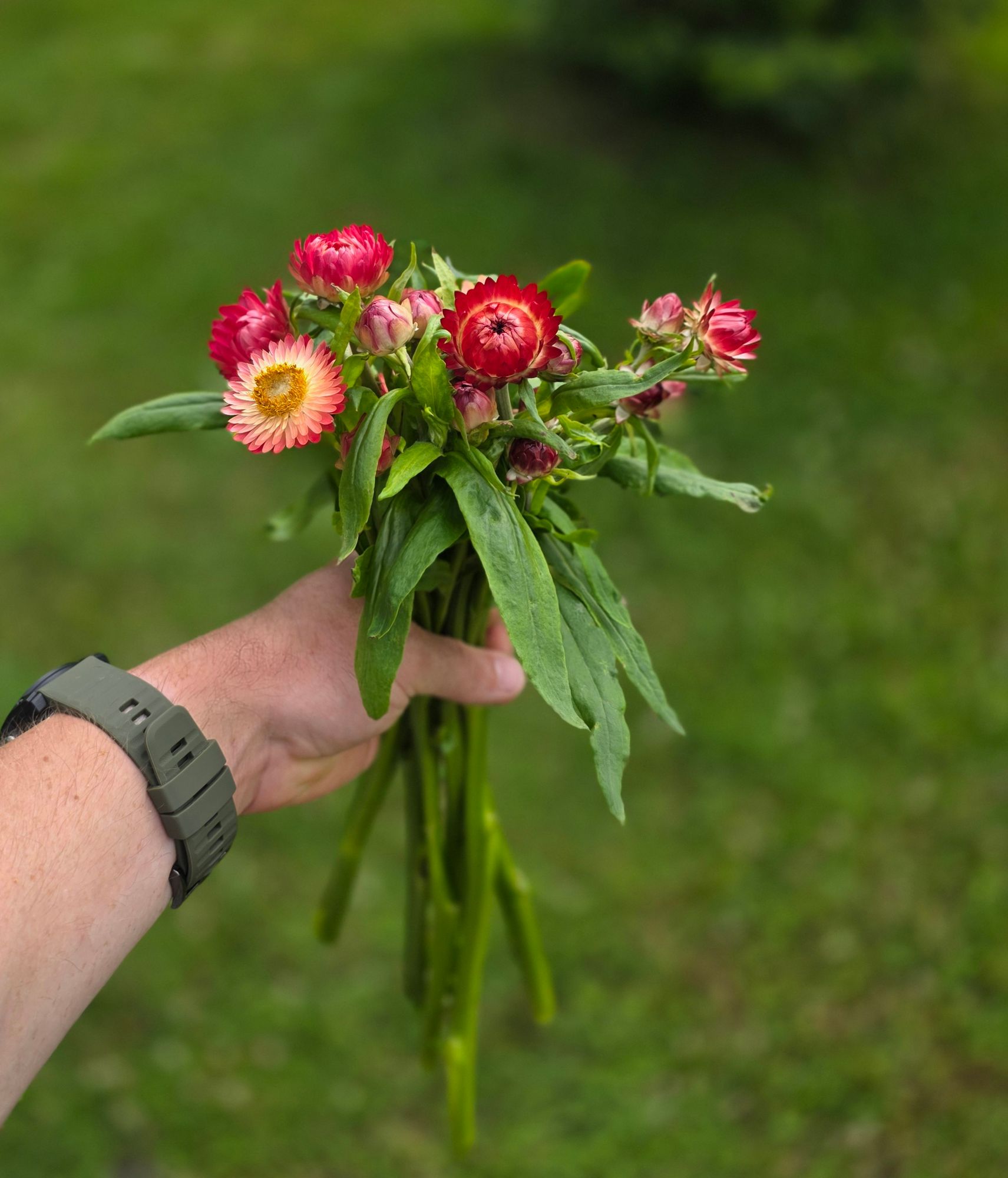 XEROCHRYSUM bracteatum King Size Raspberry Rose