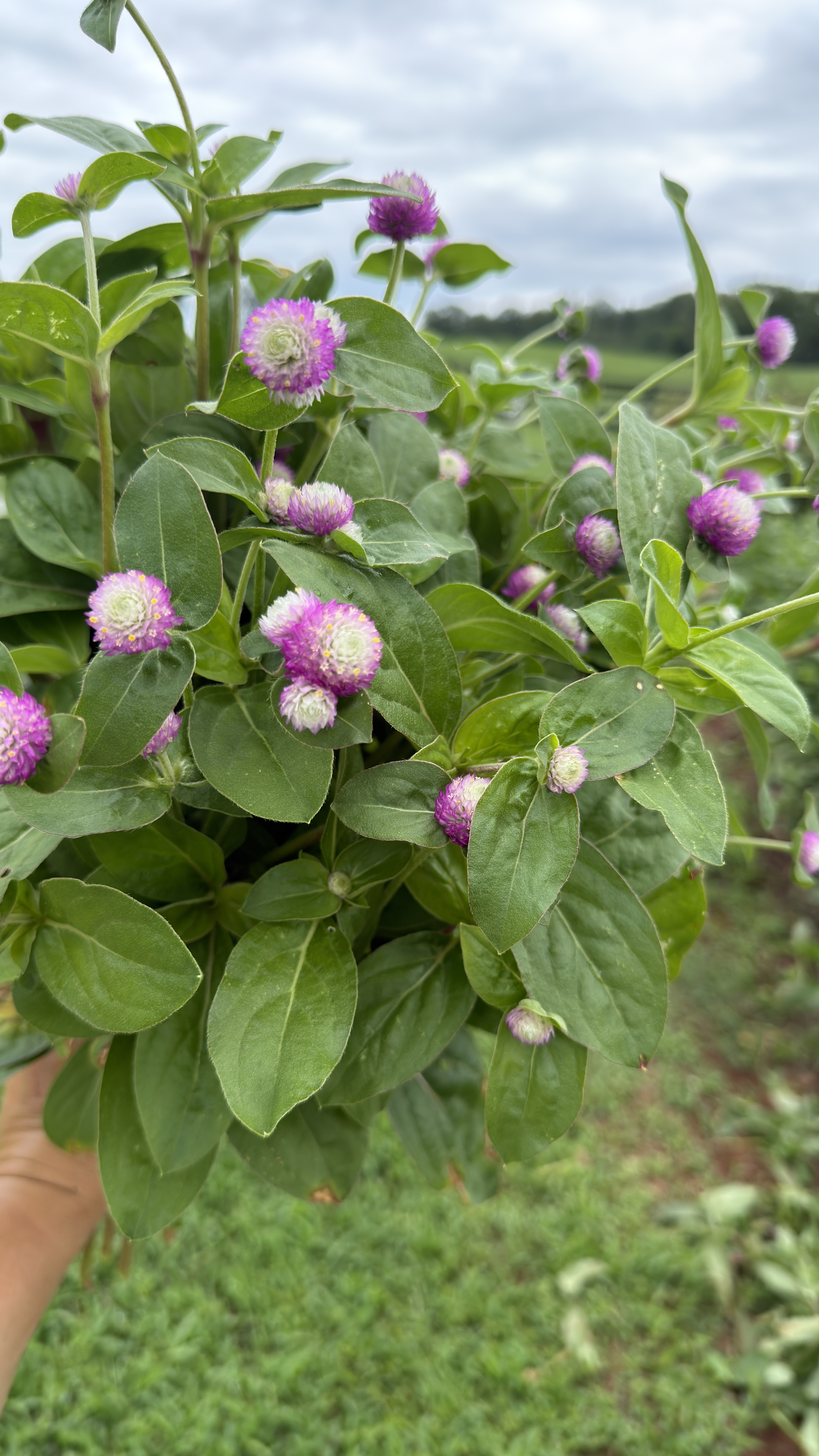 GOMPHRENA haageana