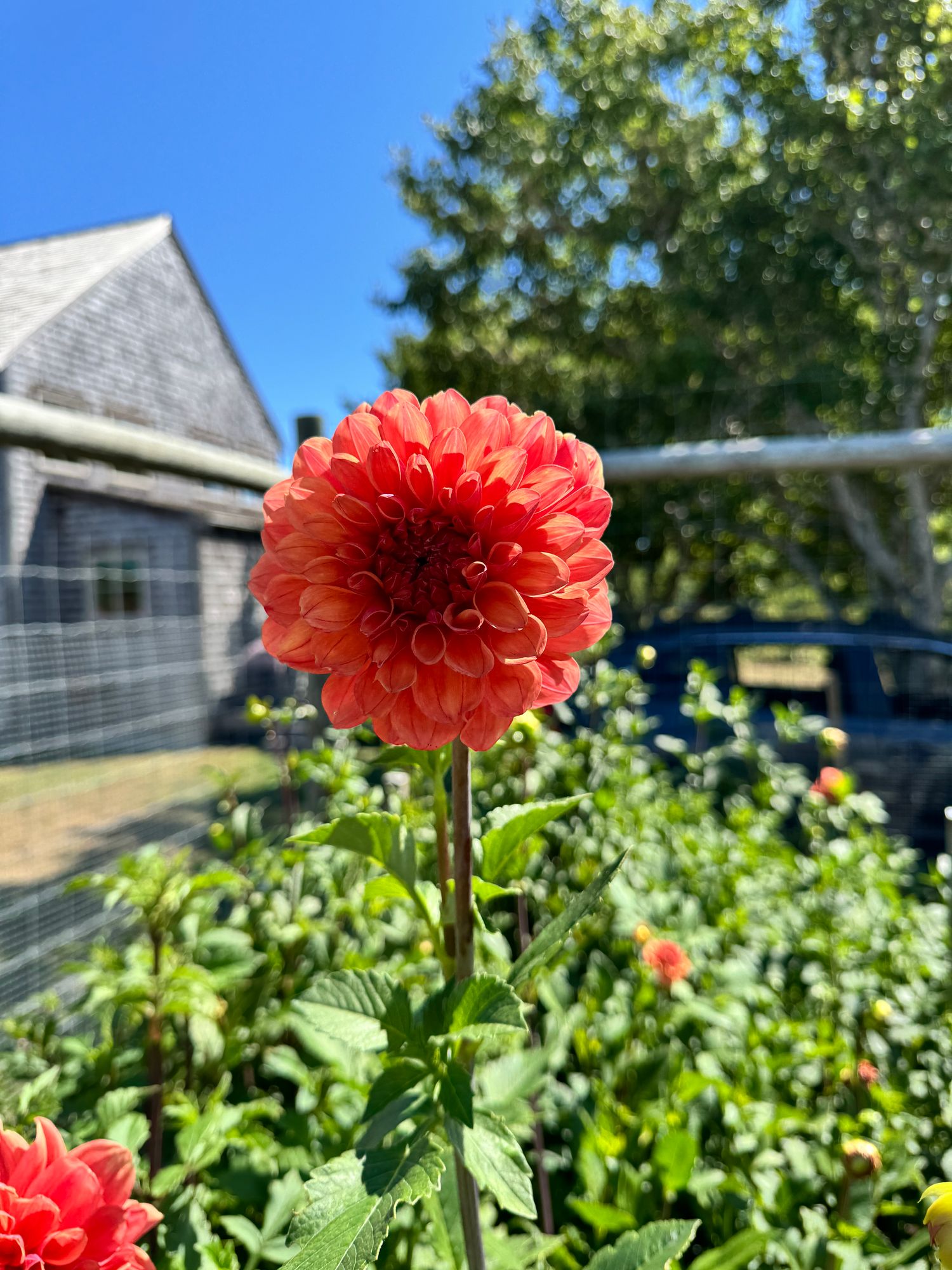 DAHLIA Ferncliff Copper