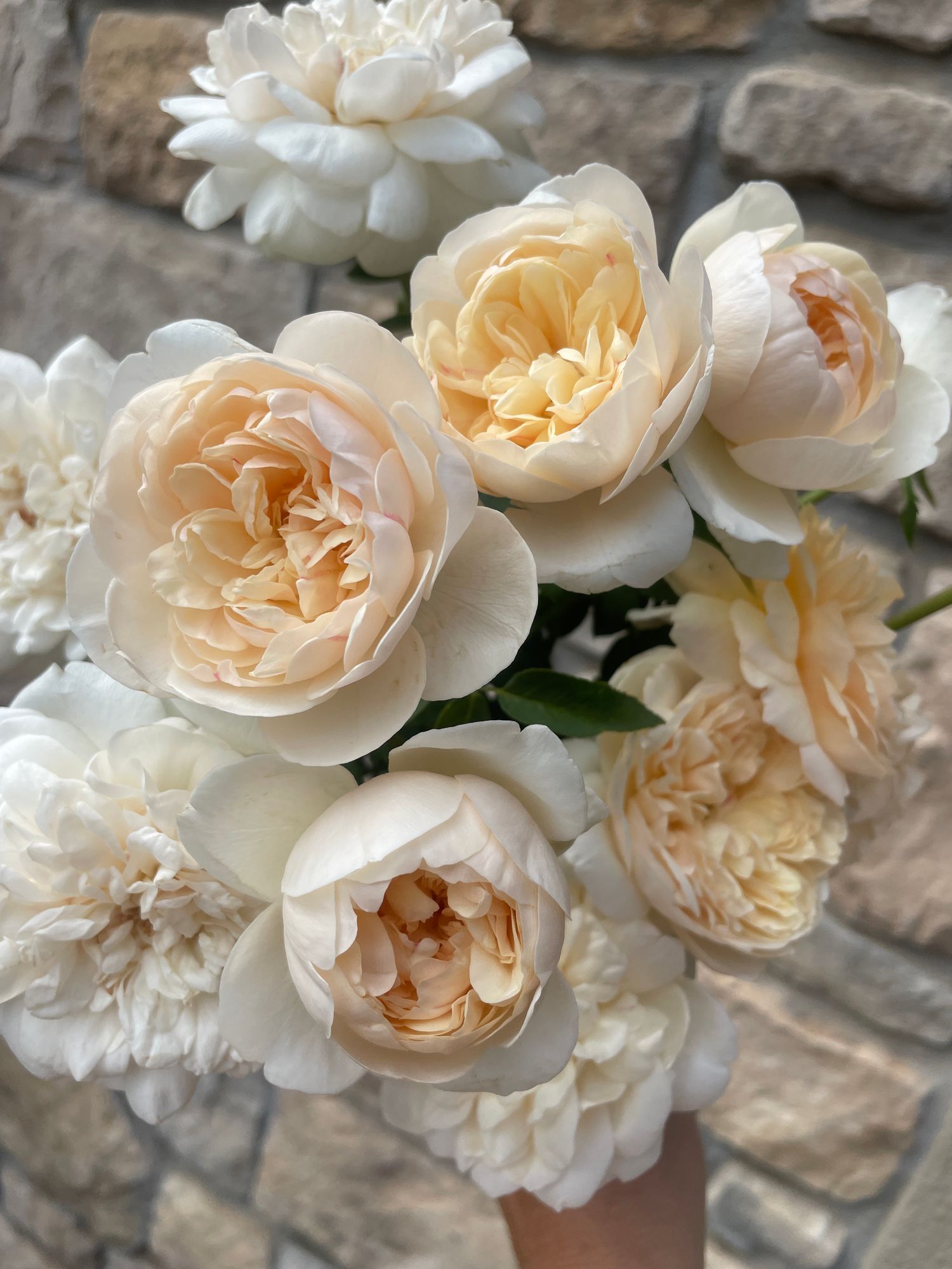ROSA hybrida Lichfield Angel