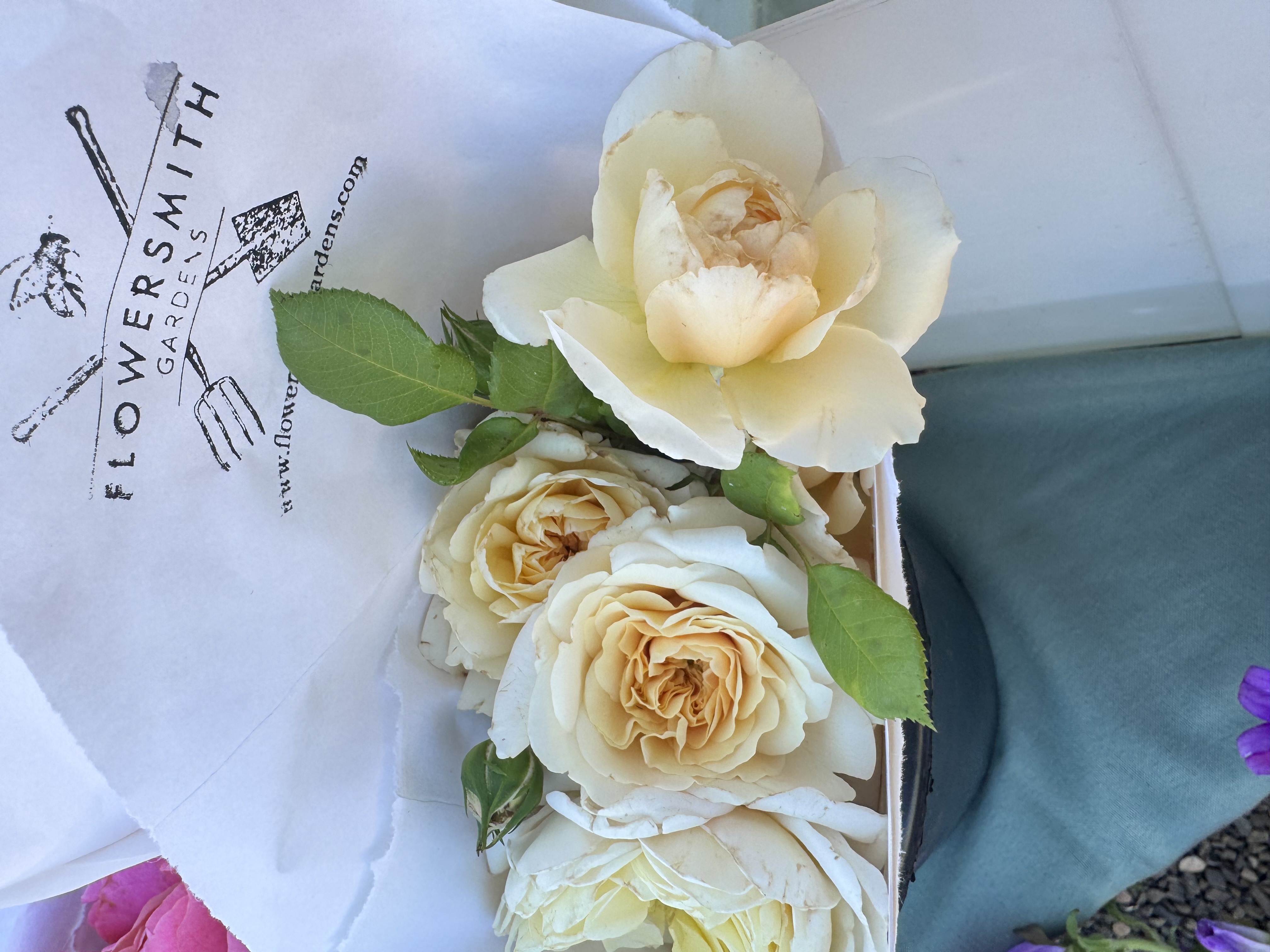 ROSA hybrida
