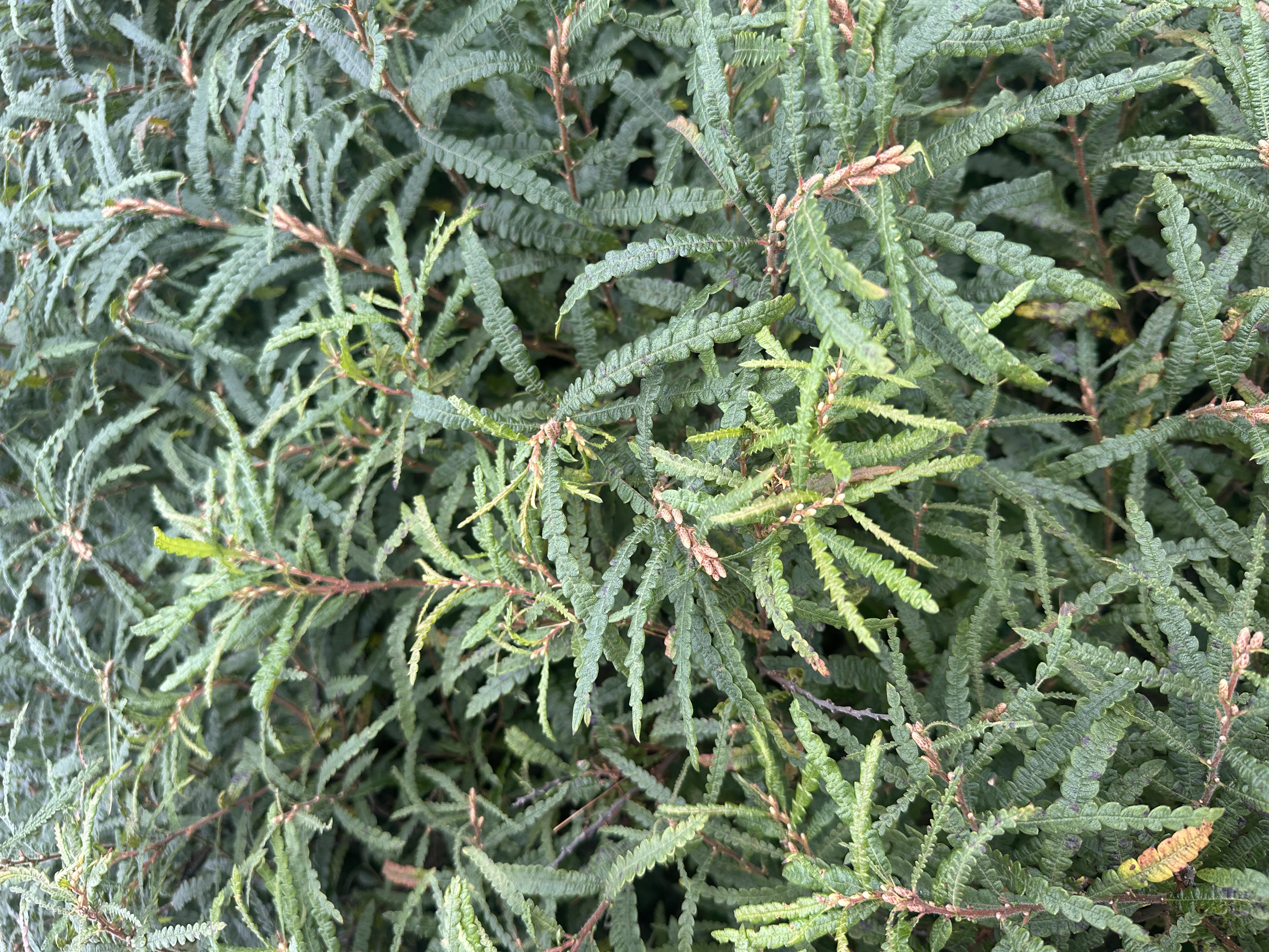 COMPTONIA peregrina