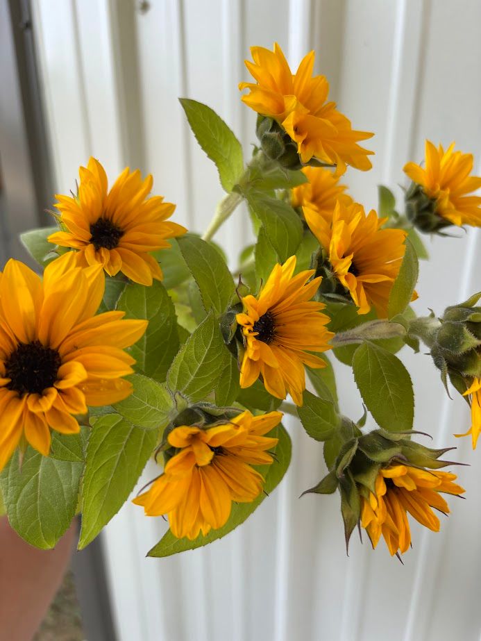 HELIANTHUS annuus ProCut Orange