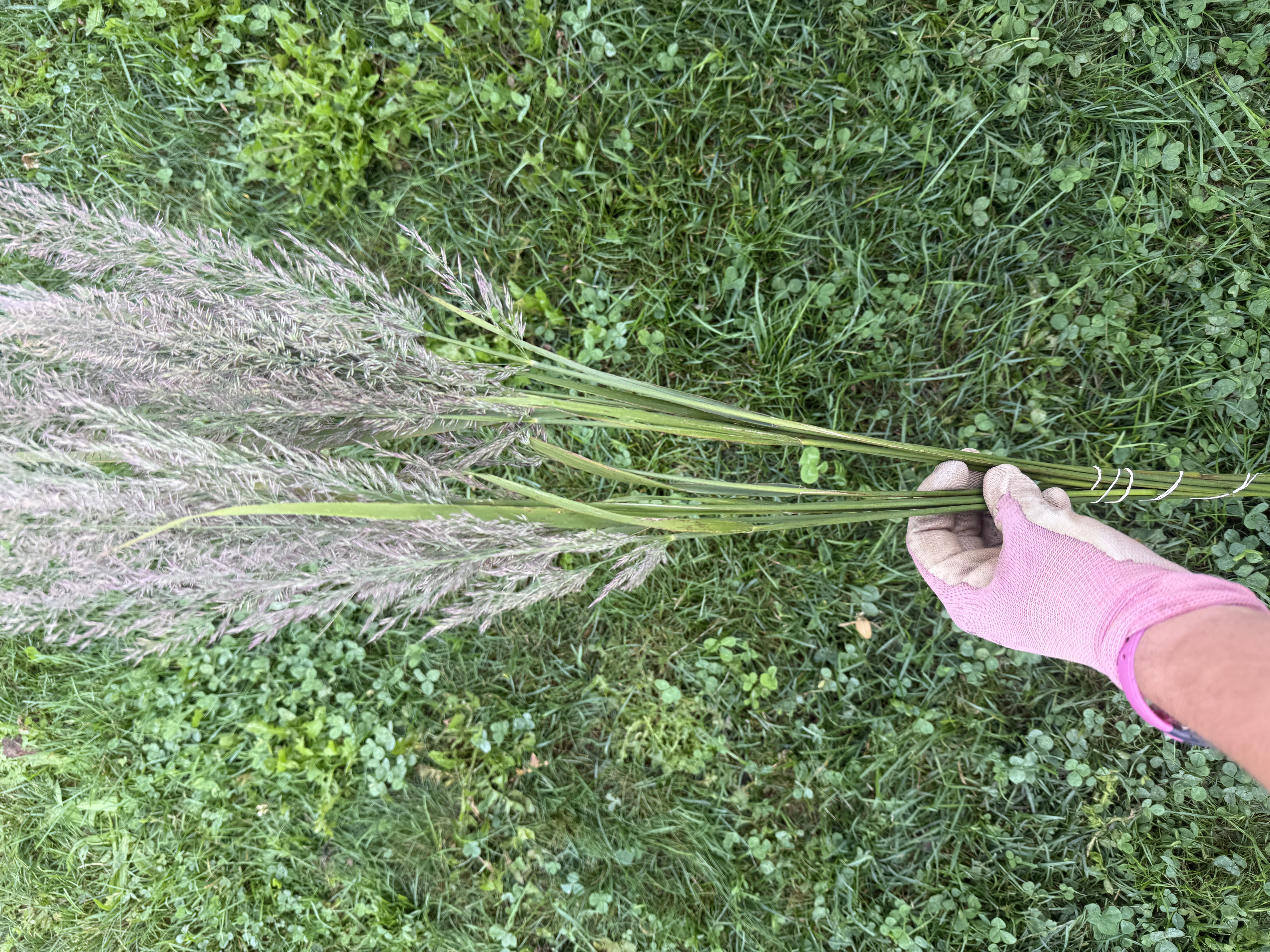 CALAMAGROSTIS brachytricha