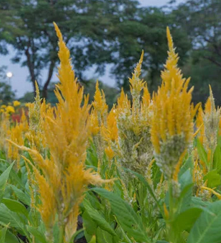 CELOSIA argentea var. plumosa