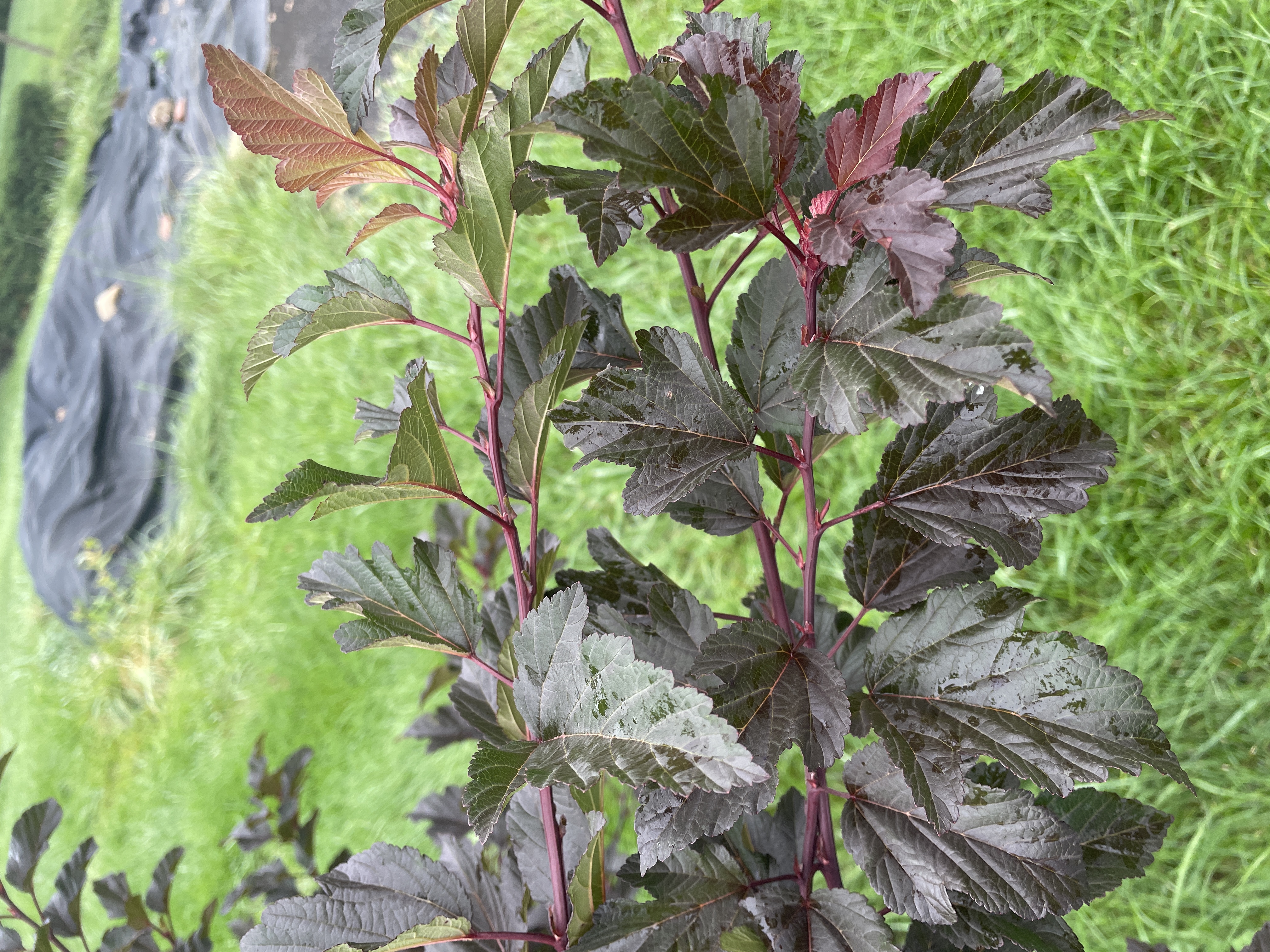 PHYSOCARPUS opulifolius Summer Wine