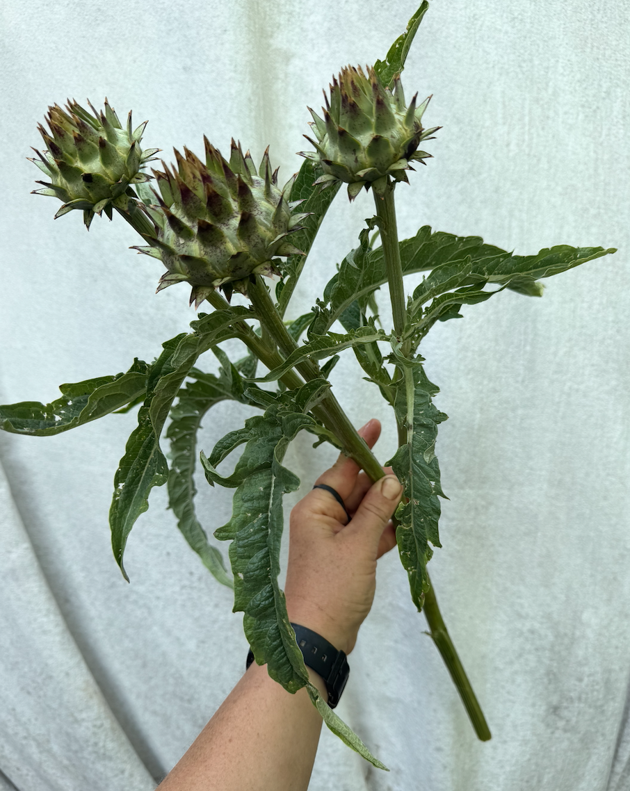 CYNARA cardunculus
