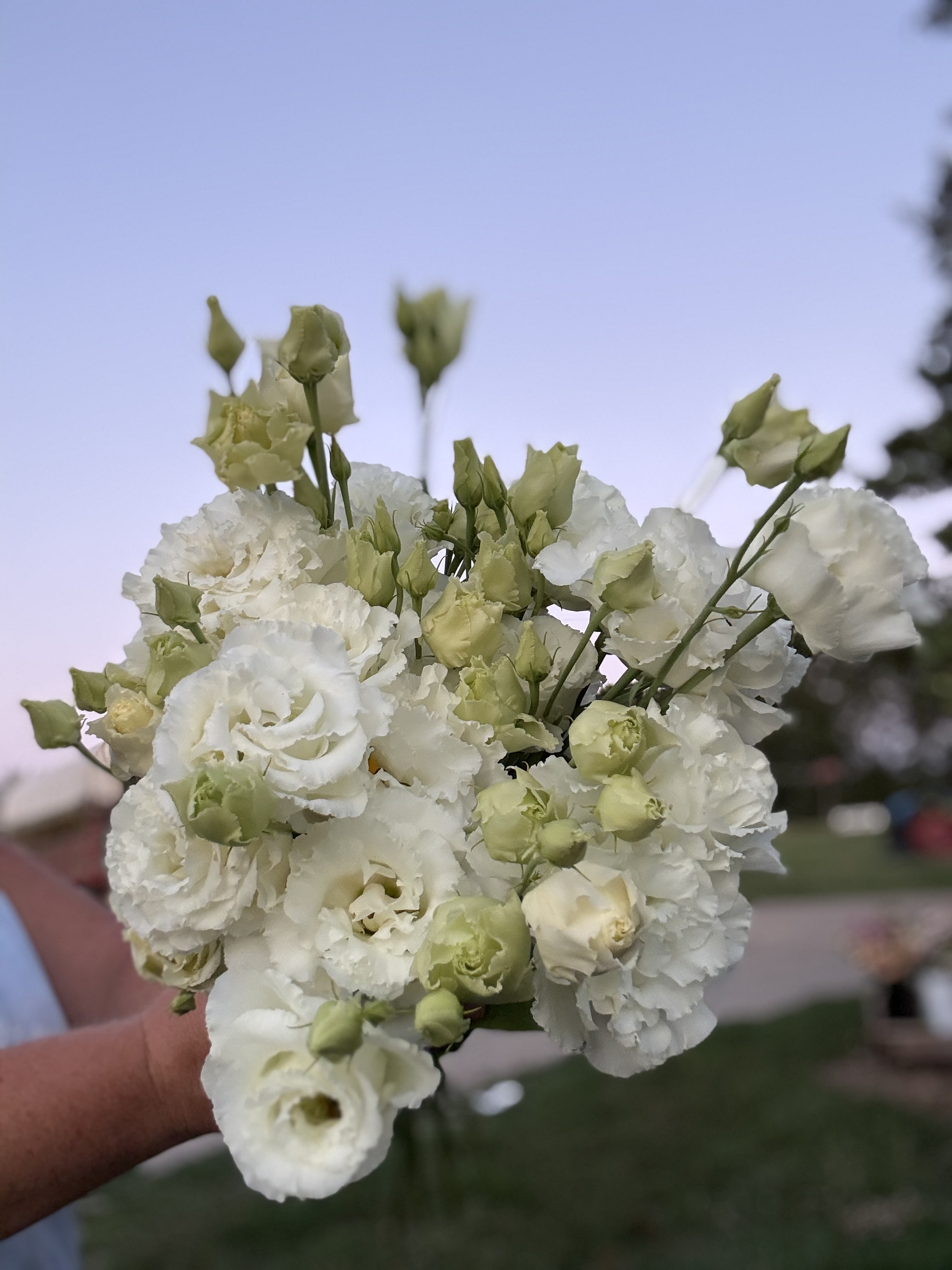 EUSTOMA grandiflorum Voyage White