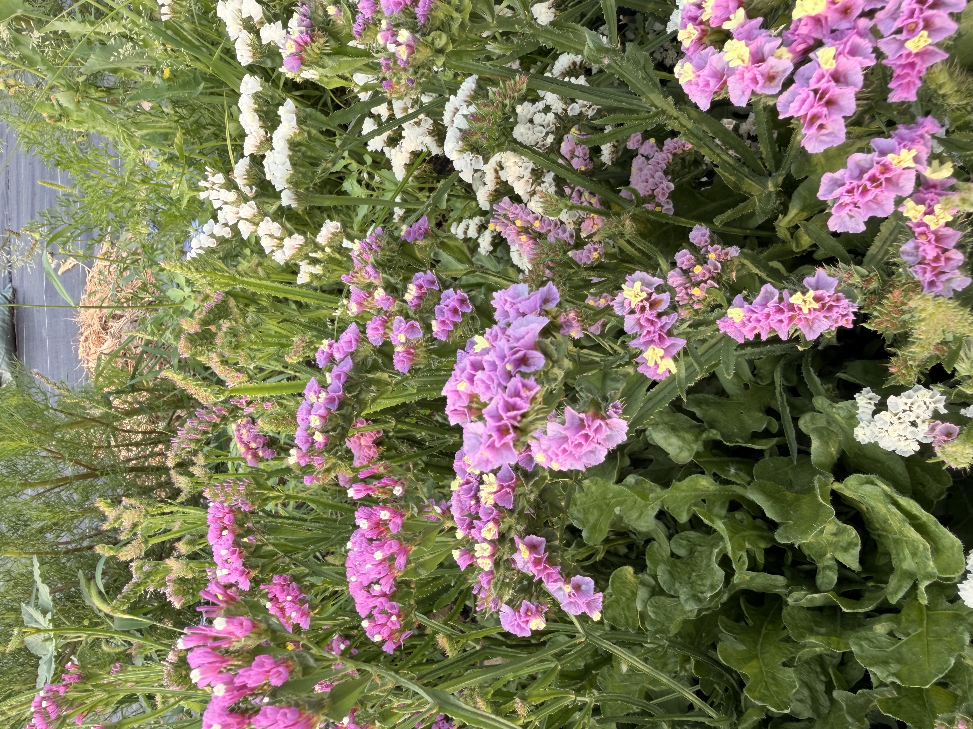 LIMONIUM gmelinii