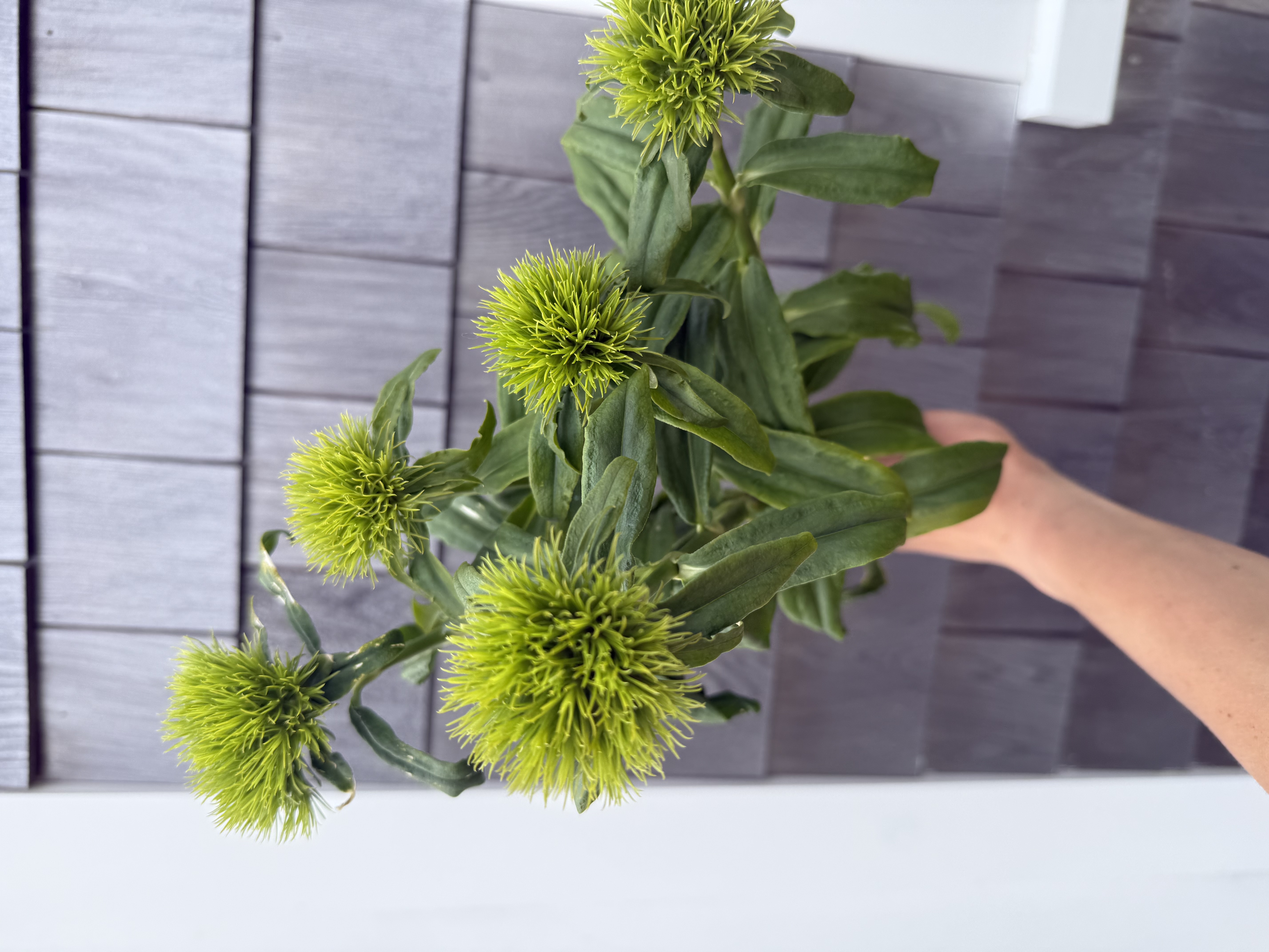 DIANTHUS barbatus Green Ball