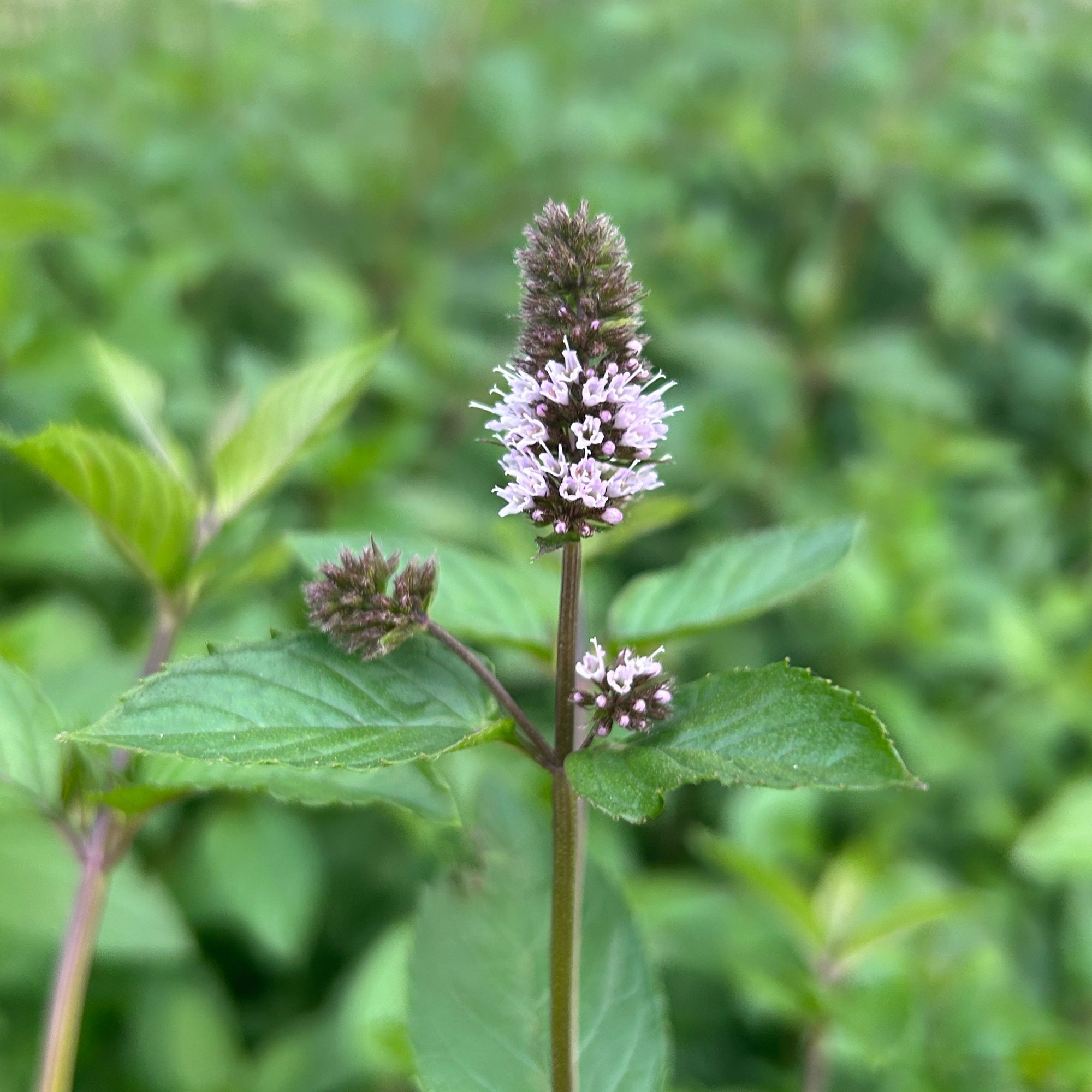 MENTHA piperita x citrata Chocolate