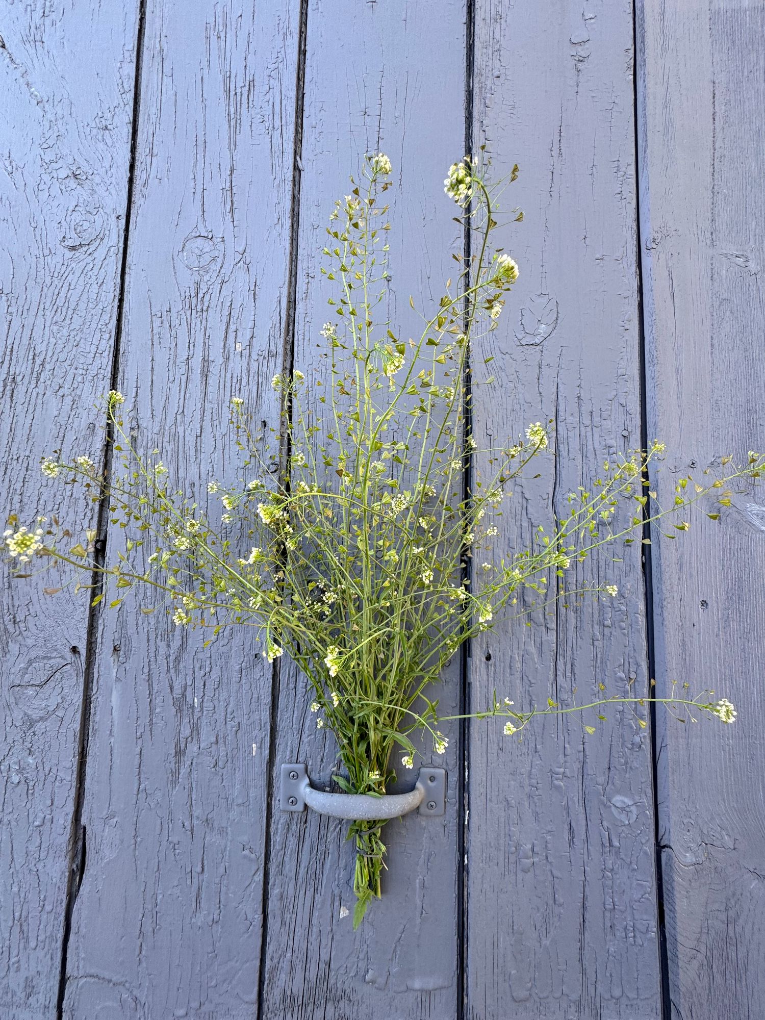 LEPIDIUM sativum
