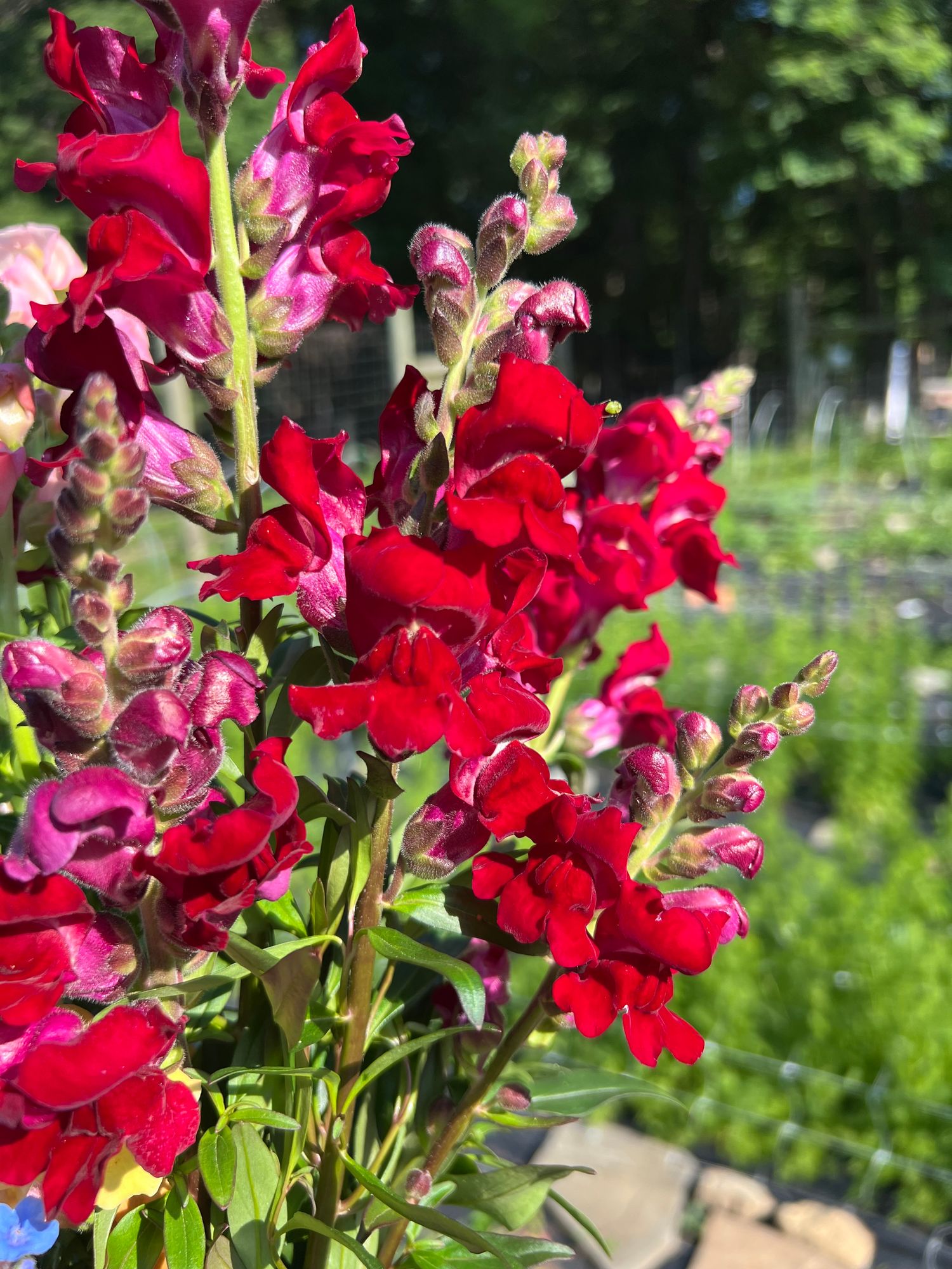 ANTIRRHINUM majus Rocket