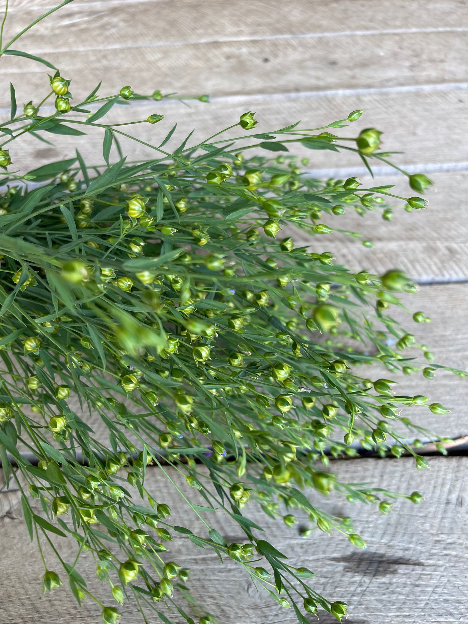 LINUM dolomiticum