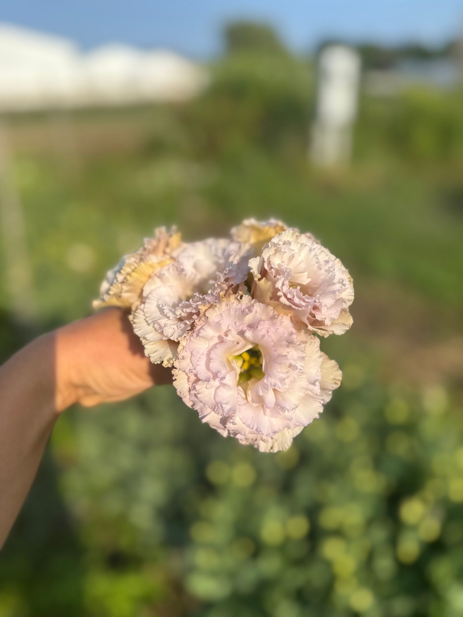 EUSTOMA grandiflorum Blue Chateau