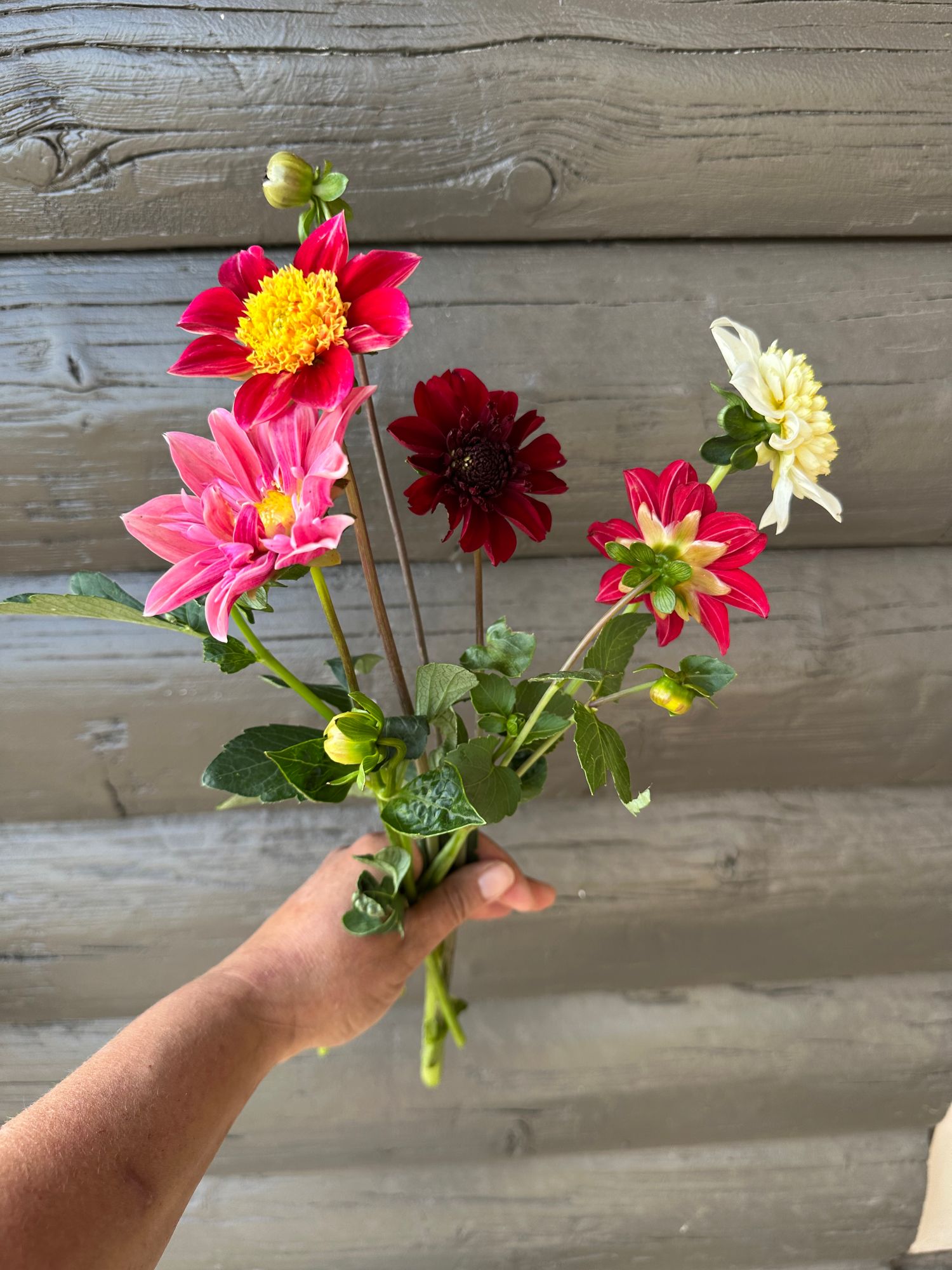 DAHLIA Decorative
