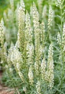 RESEDA alba
