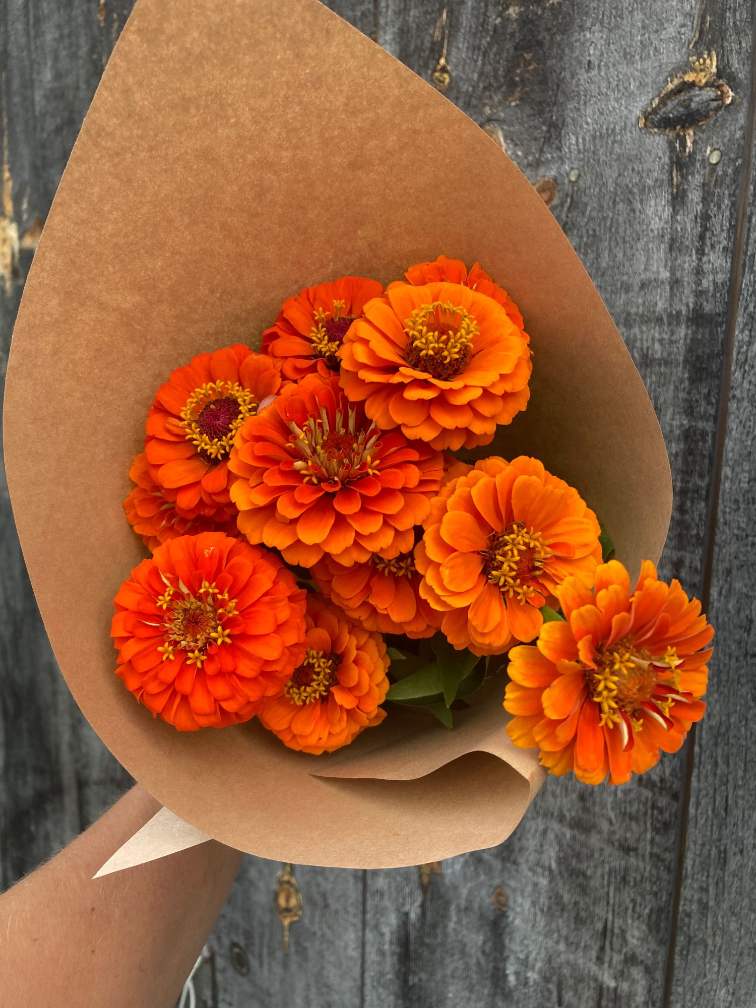 ZINNIA elegans Queeny Pure Orange