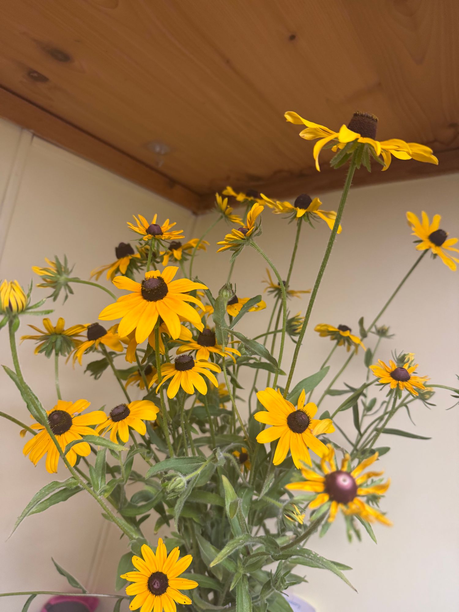 RUDBECKIA hirta