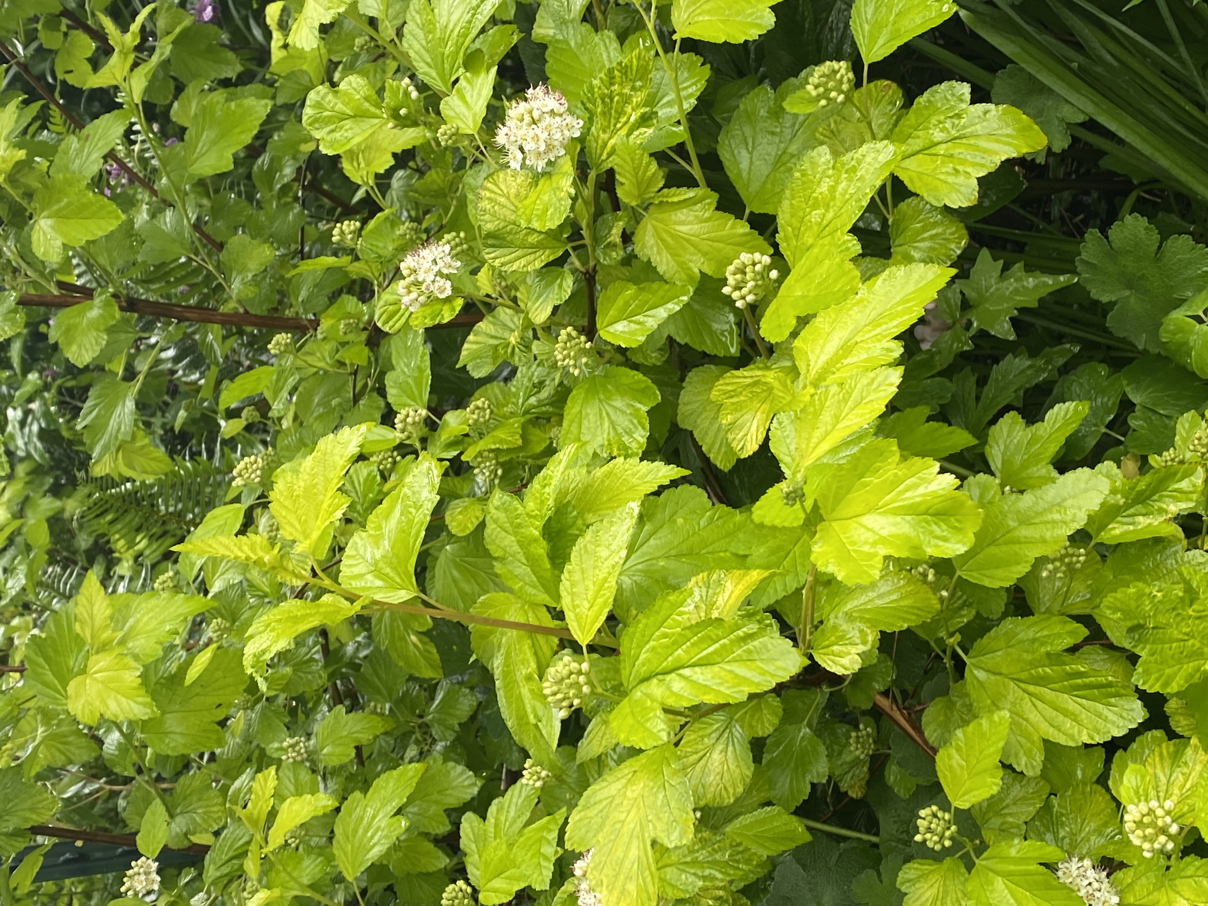 PHYSOCARPUS opulifolius Darts Gold