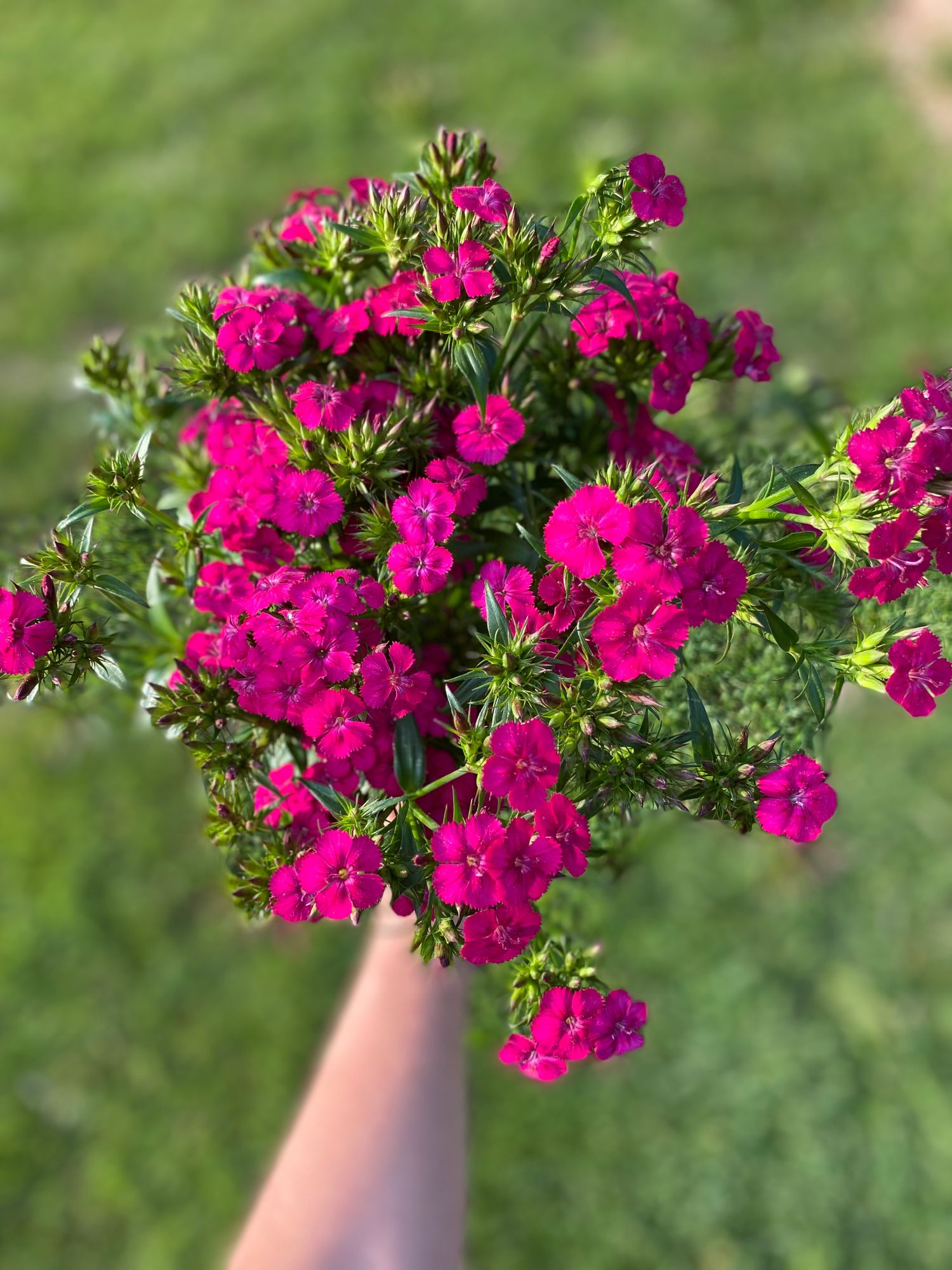 DIANTHUS x barbatus Amazon Neon Rose