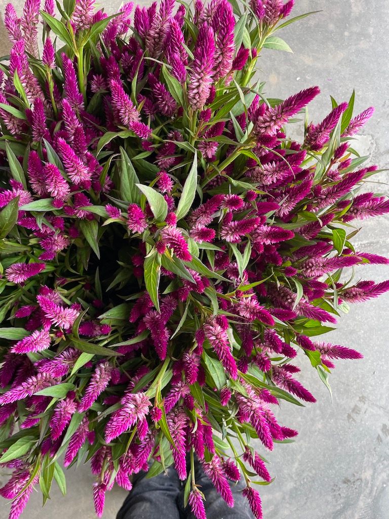 CELOSIA argentea spicata Ruby Parfait