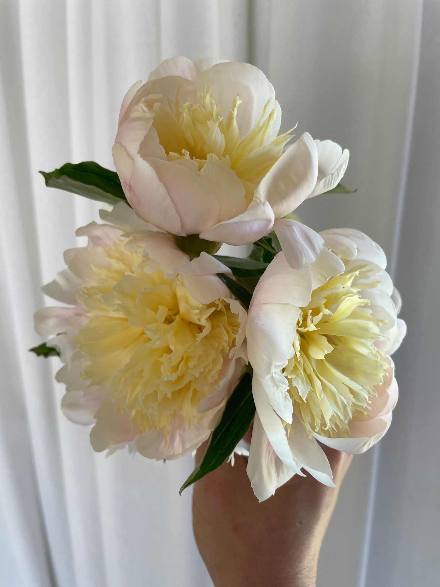 PAEONIA lactiflora Primevere