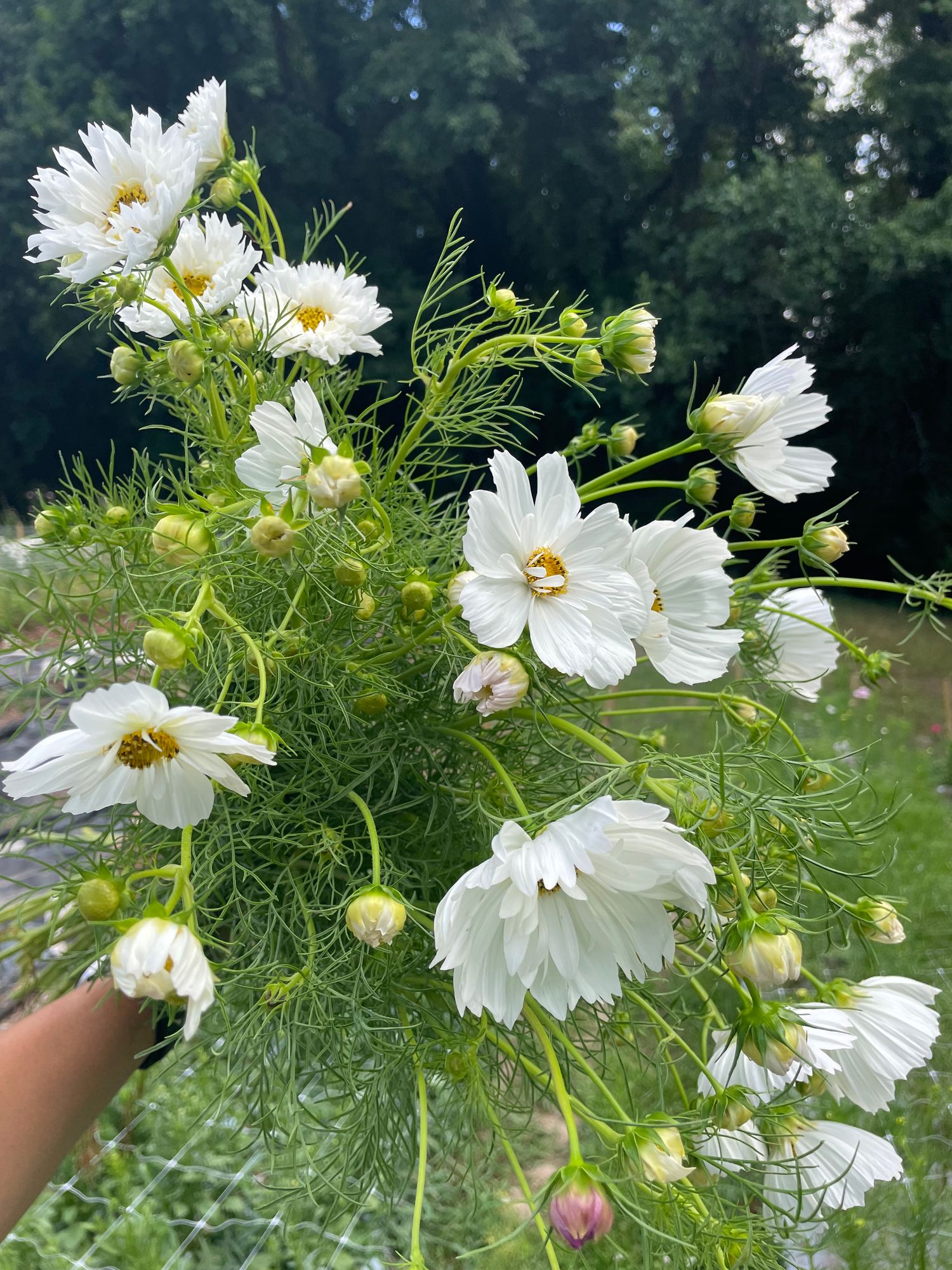 COSMOS bipinnatus