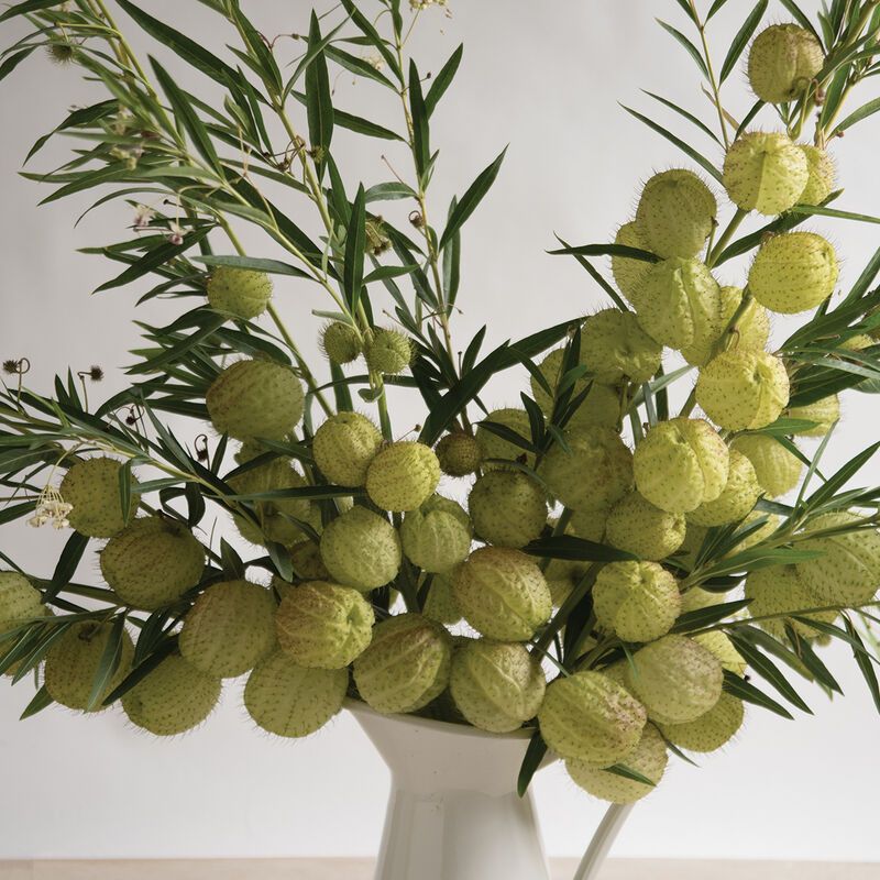 GOMPHOCARPUS physocarpus Oscar