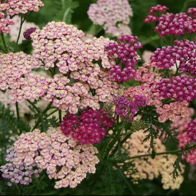 ACHILLEA millefolium