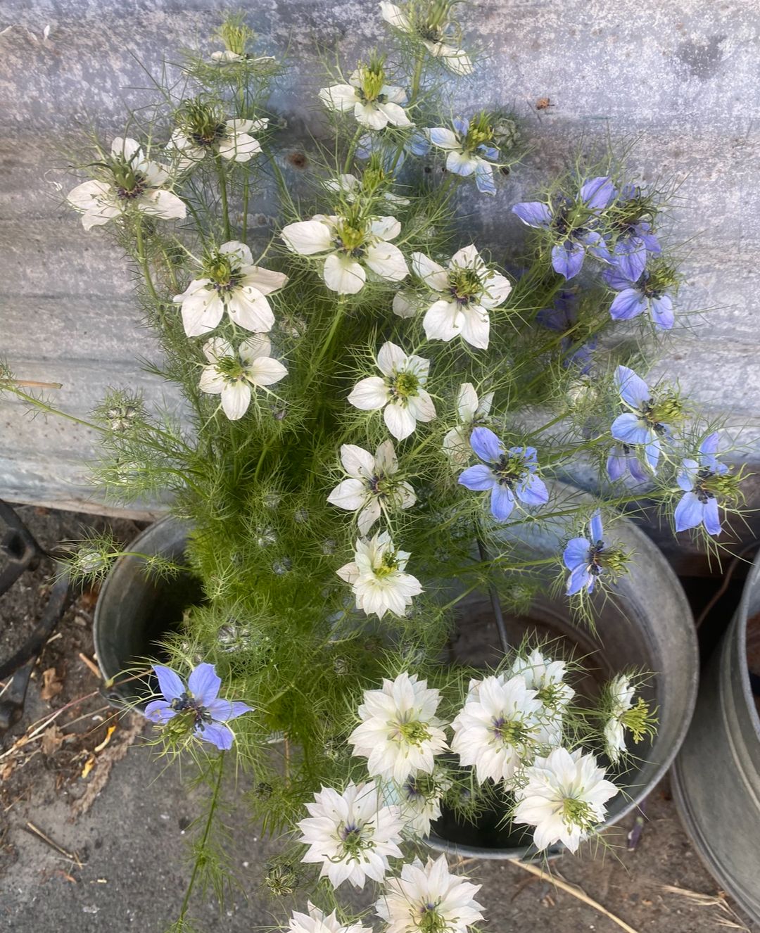NIGELLA