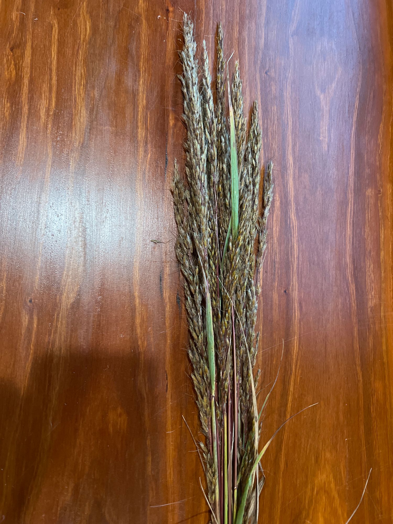 ORNAMENTAL GRASS