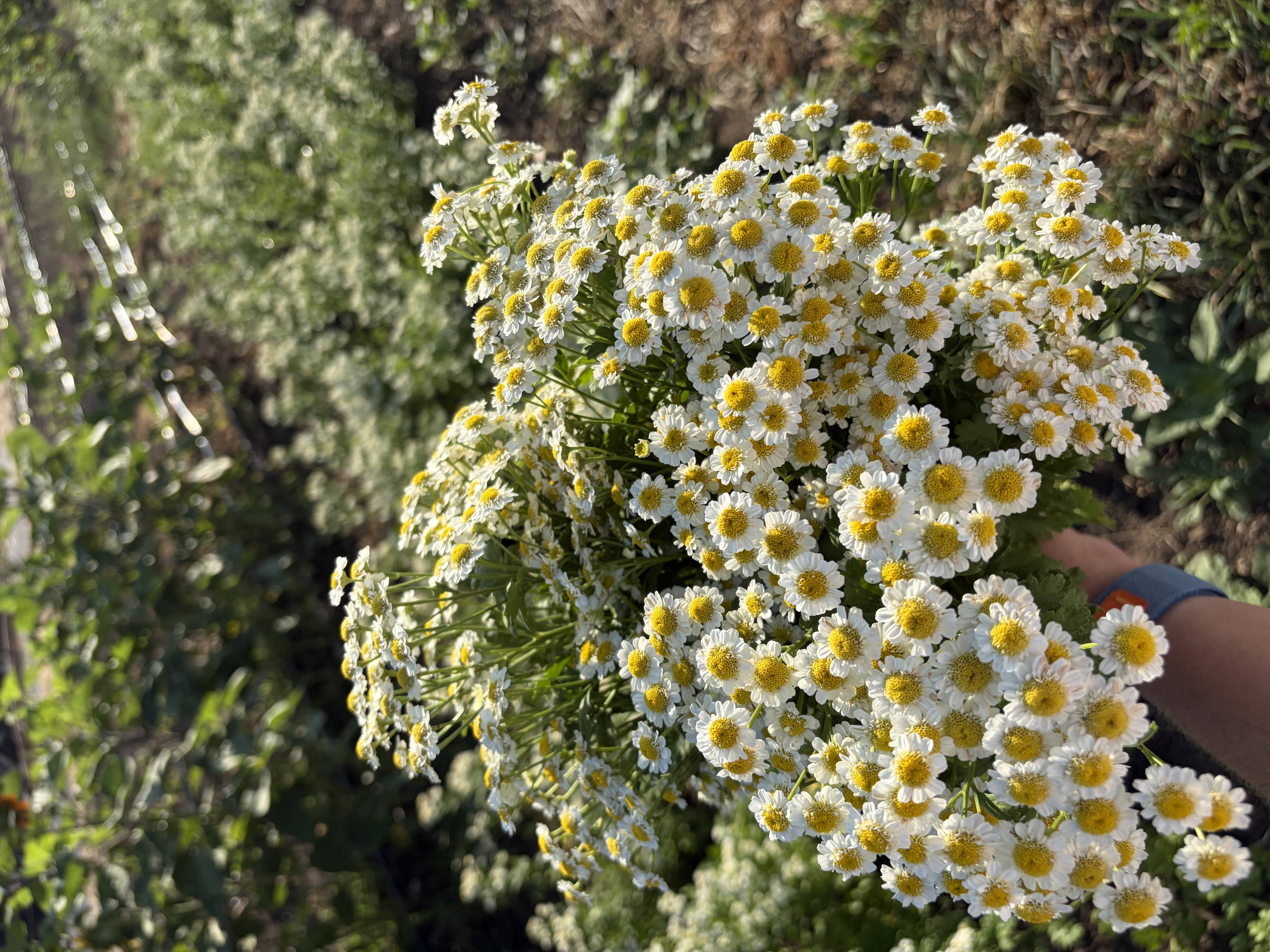 TANACETUM parthenium