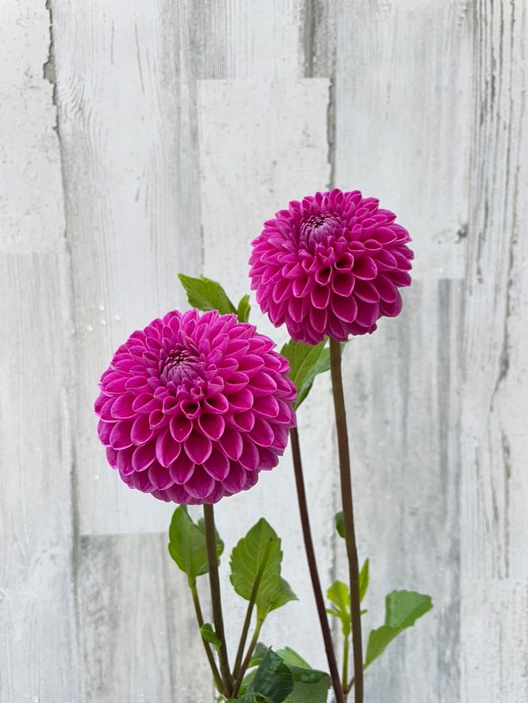 DAHLIA Ball