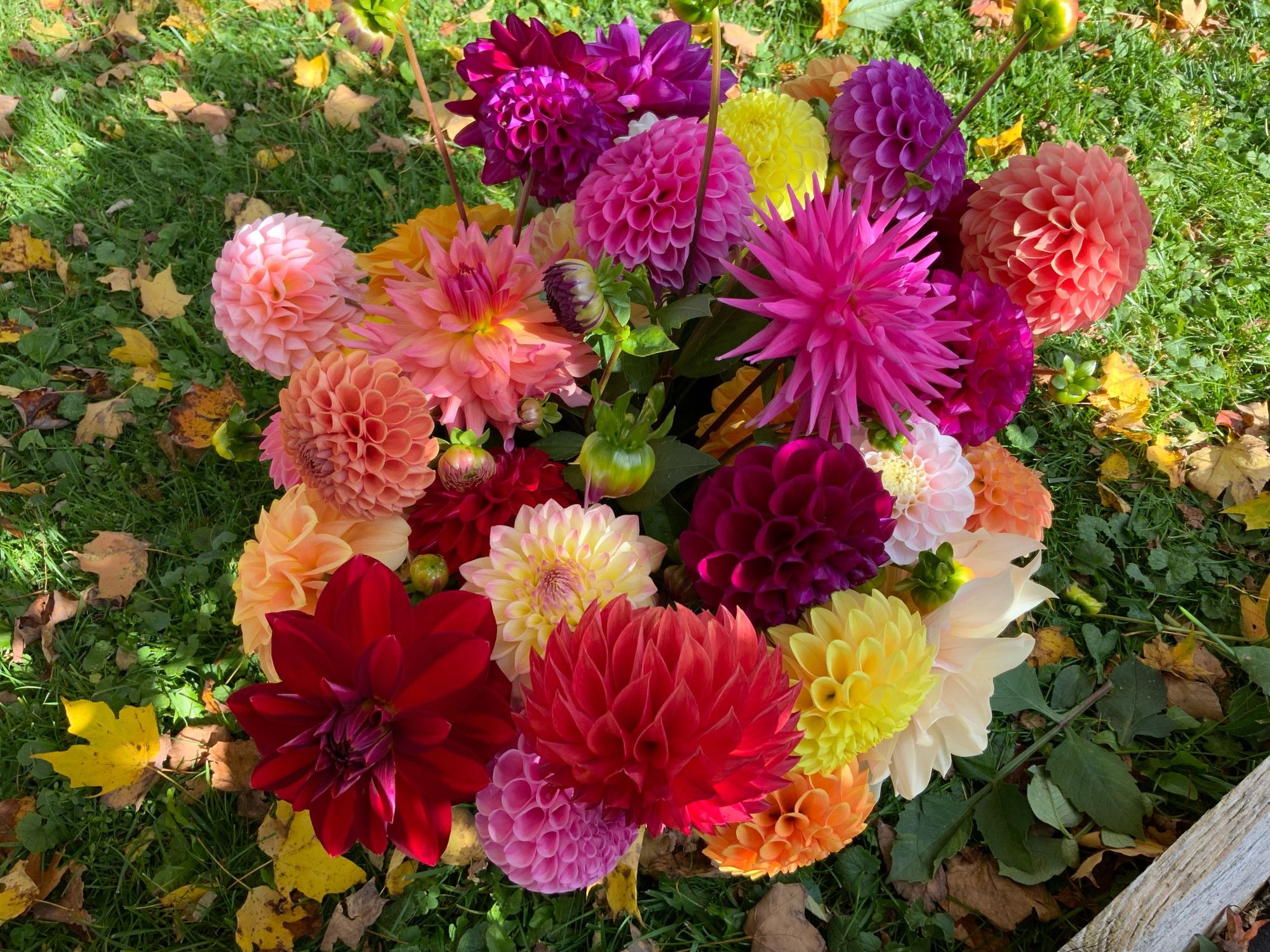 DAHLIA