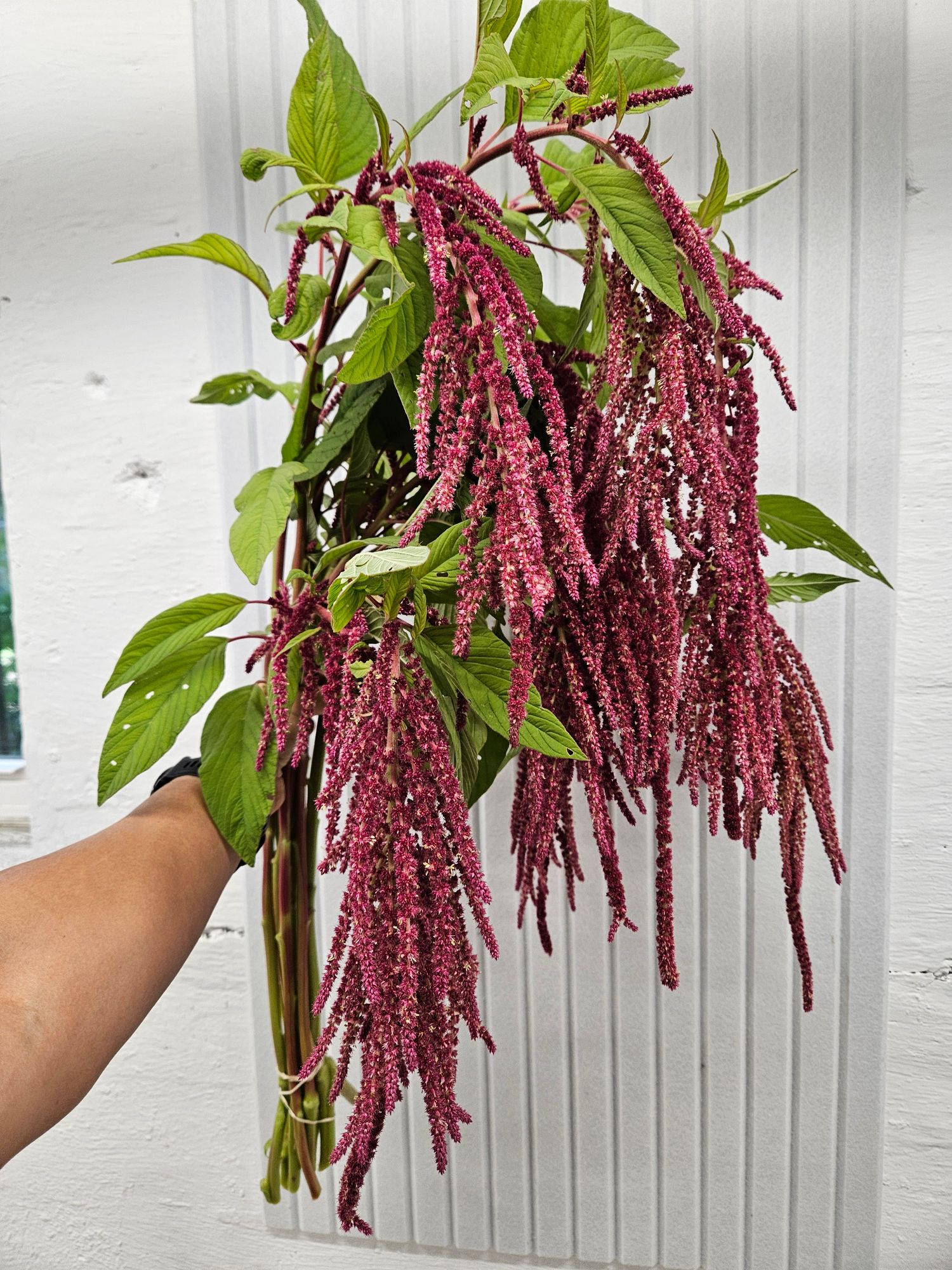 AMARANTHUS caudatus Love-Lies-Bleeding