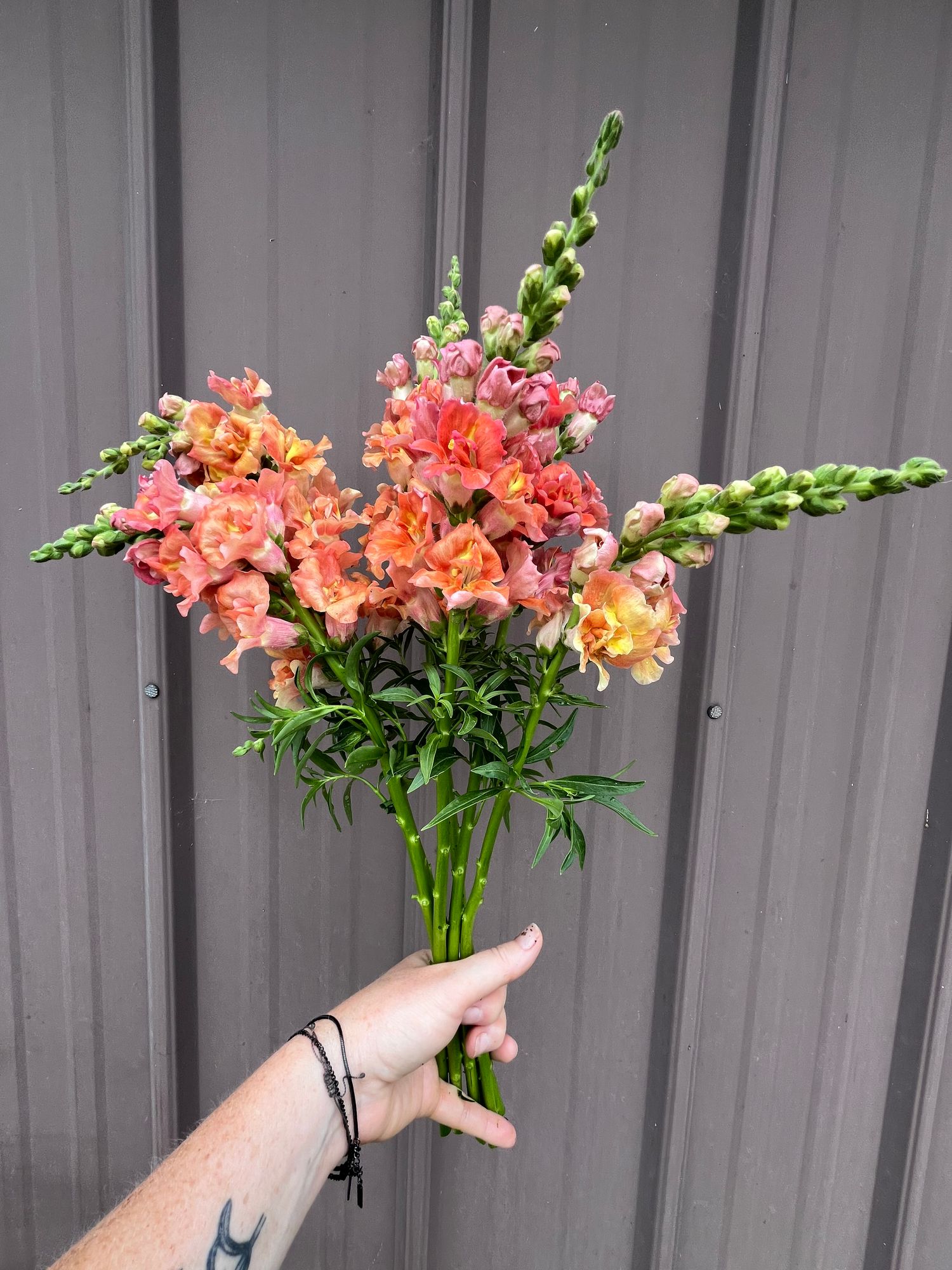 ANTIRRHINUM majus Madame Butterfly Bronze
