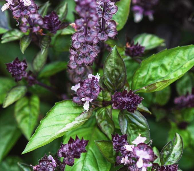OCIMUM basilicum Cinnamon