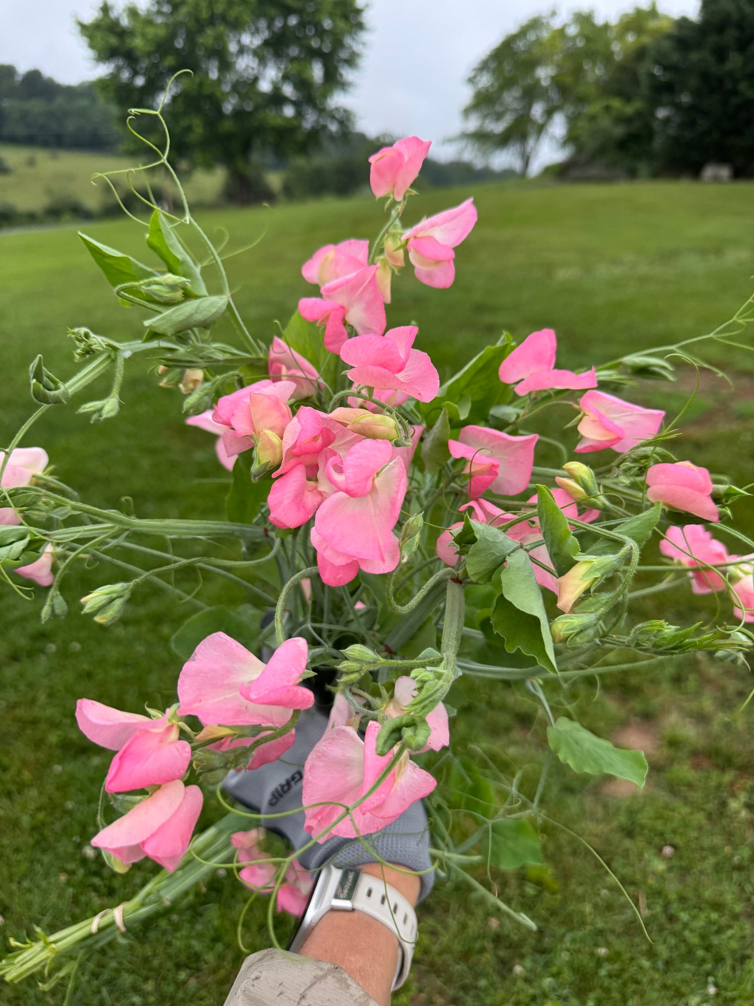 LATHYRUS odoratus