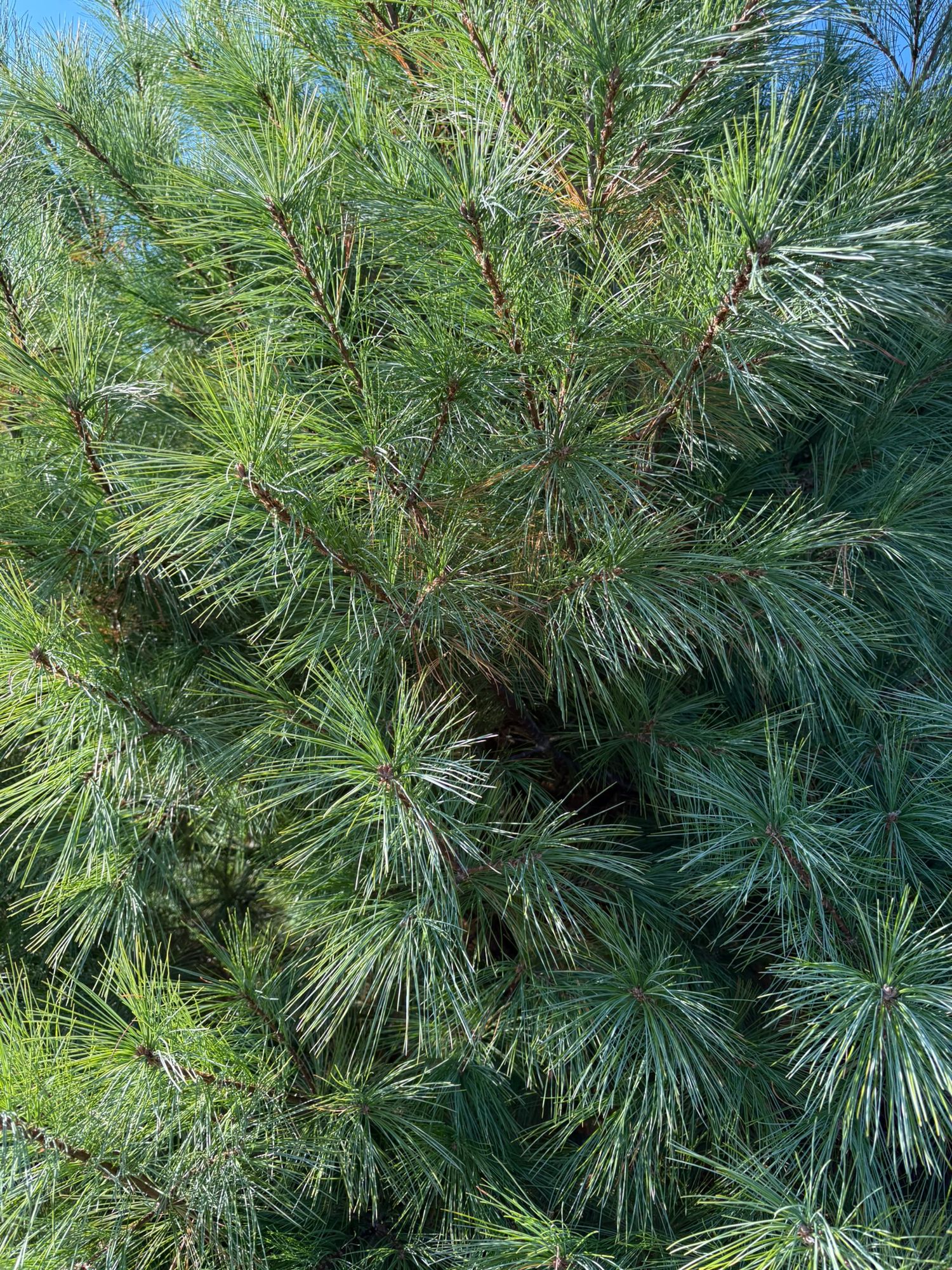PINUS strobus