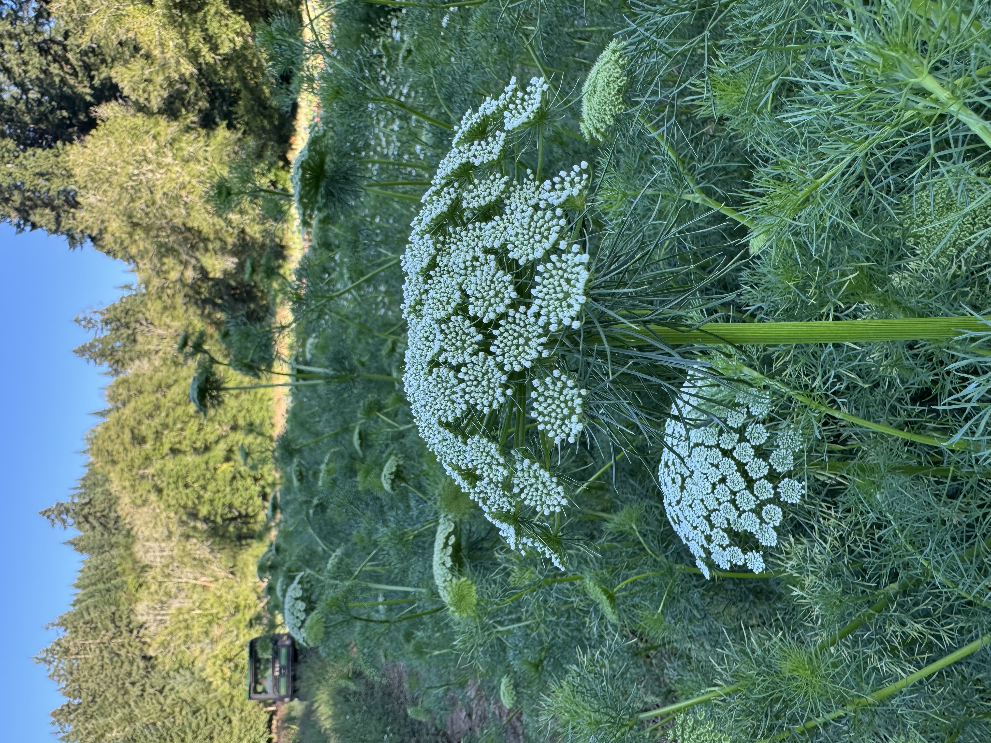 AMMI visnaga Green Mist
