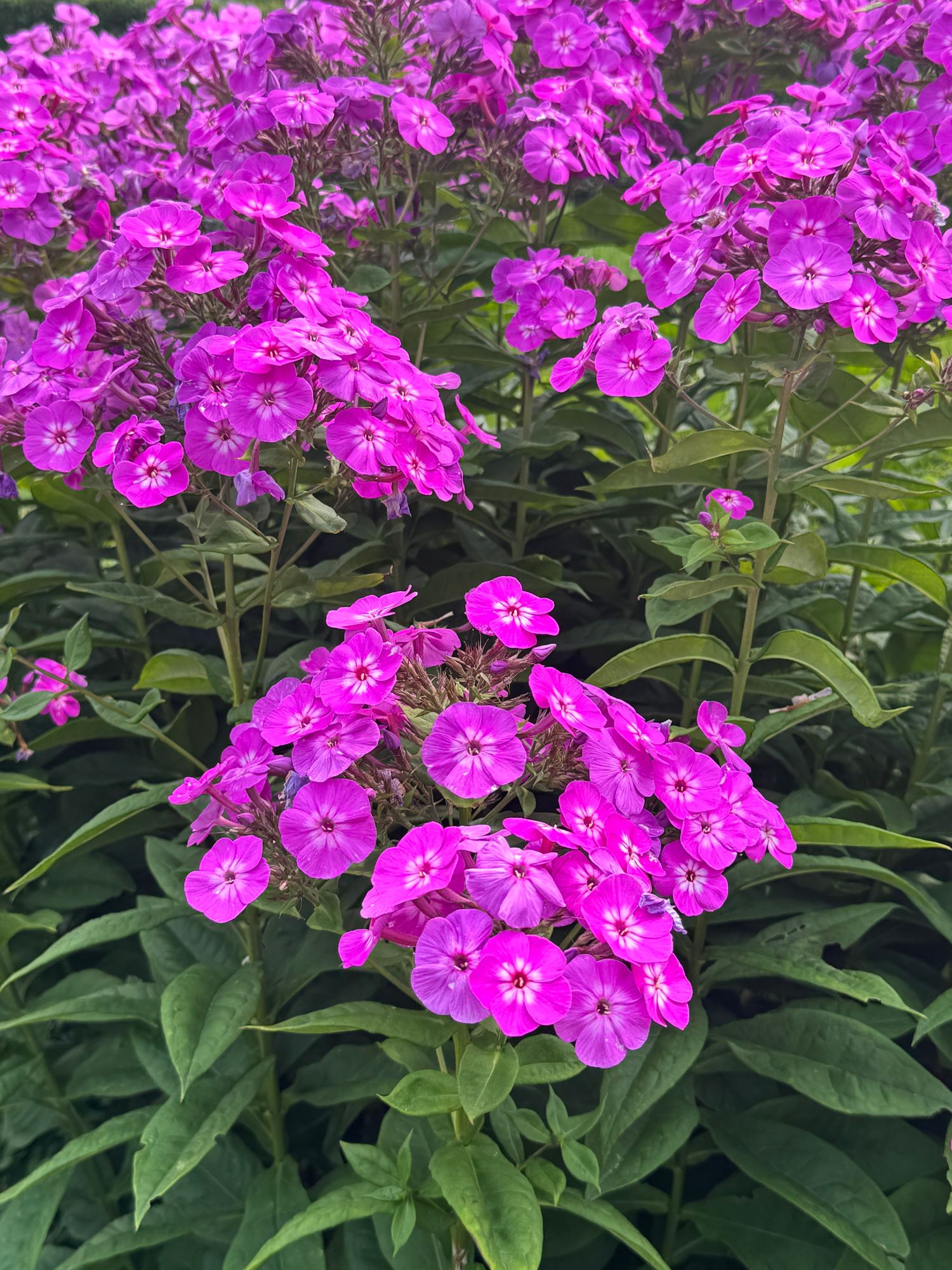 PHLOX paniculata