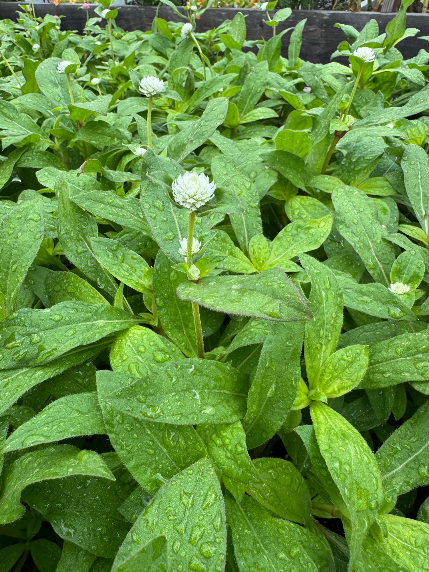 GOMPHRENA globosa Audray