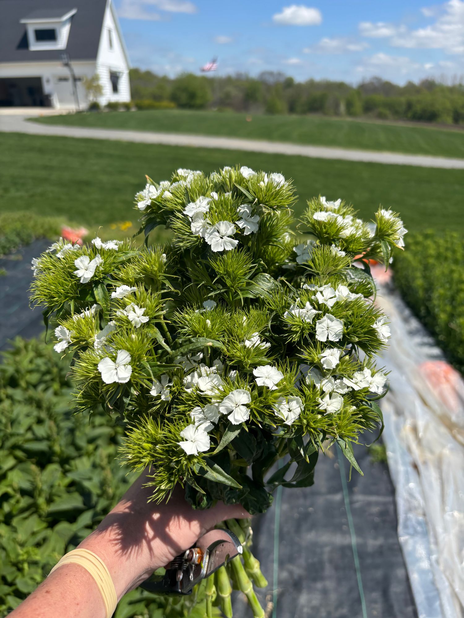 DIANTHUS barbatus Sweet White