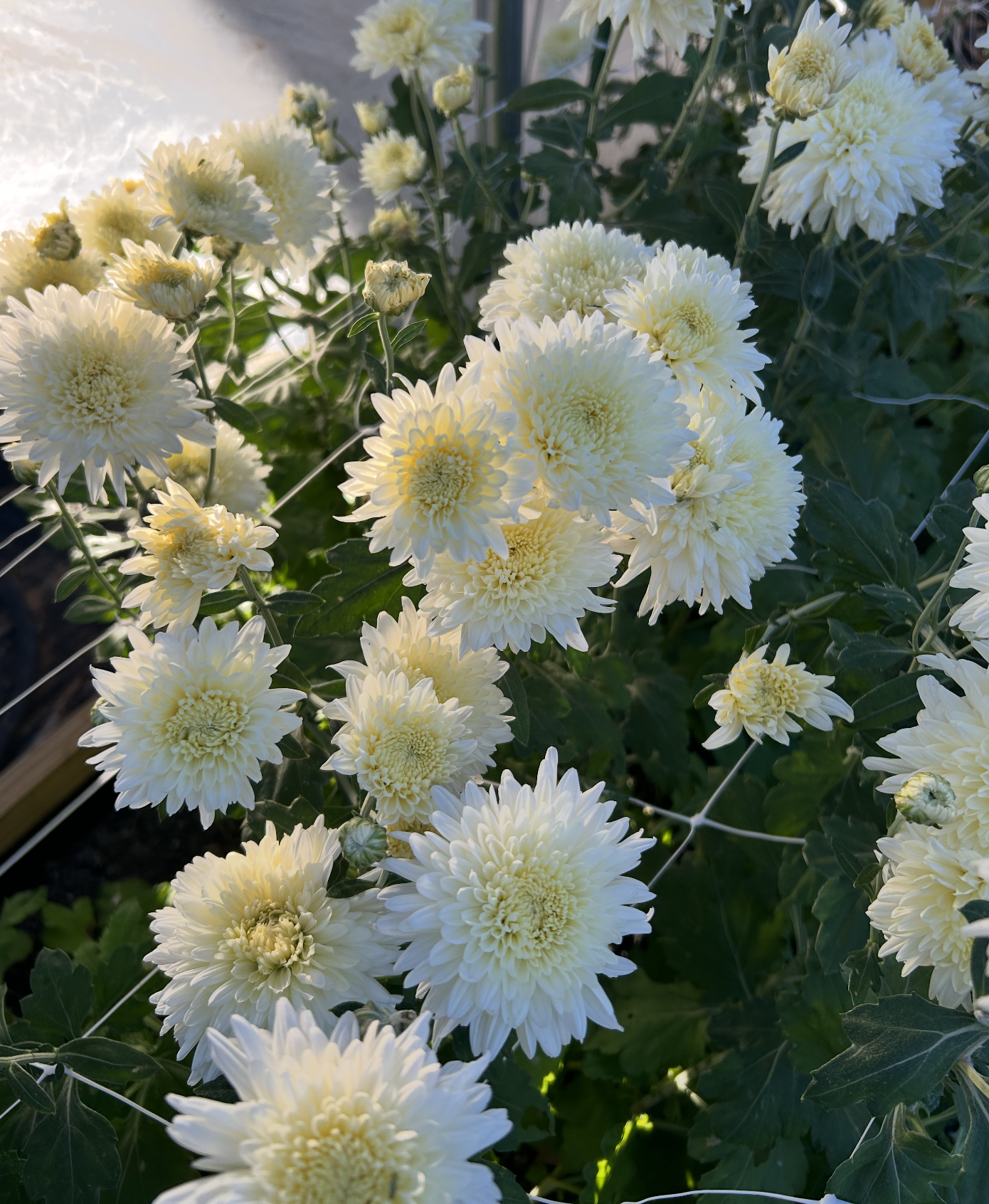 CHRYSANTHEMUM x Mellow Moon