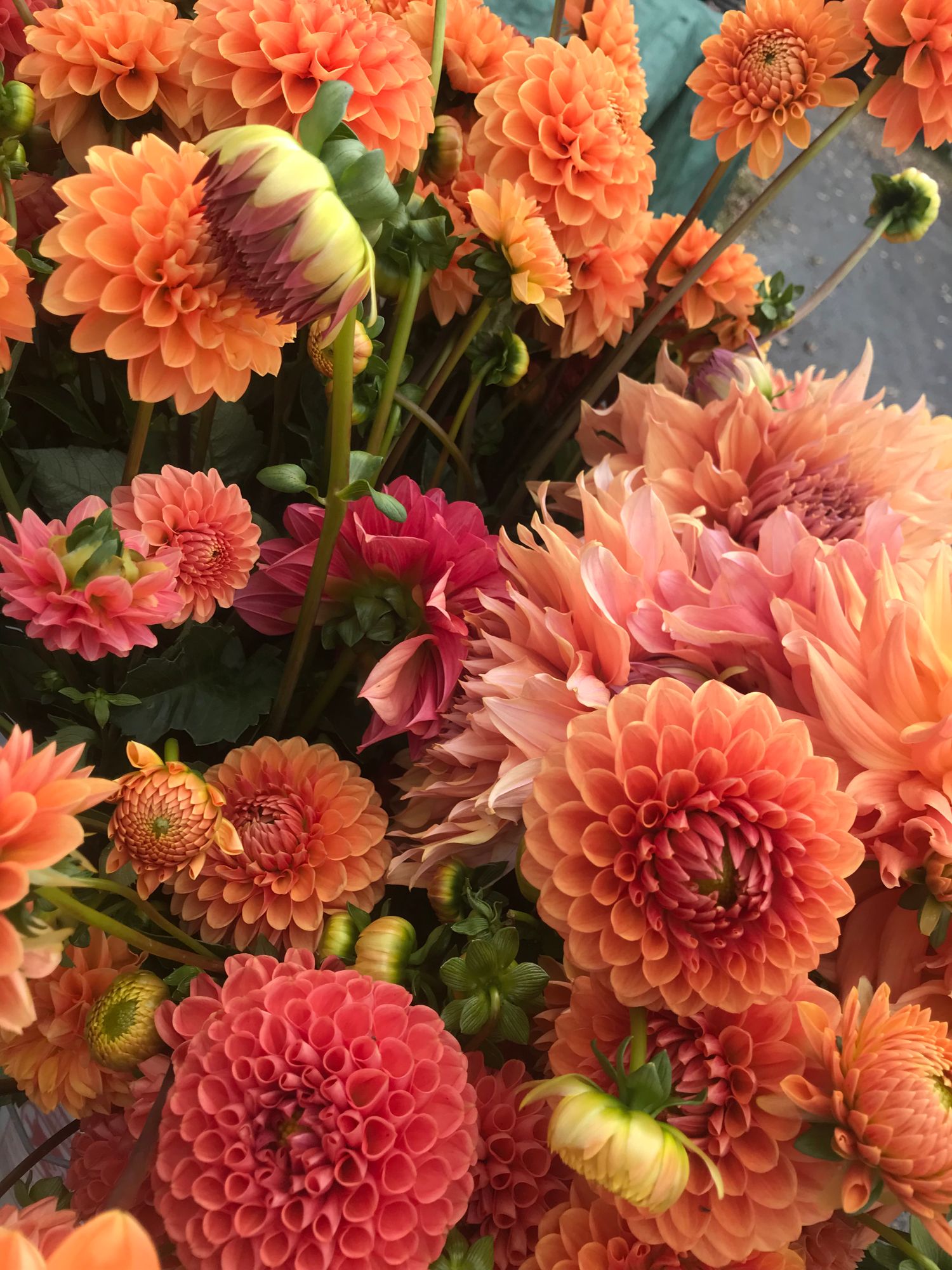 Mixed Dahlia Bucket -Sunset