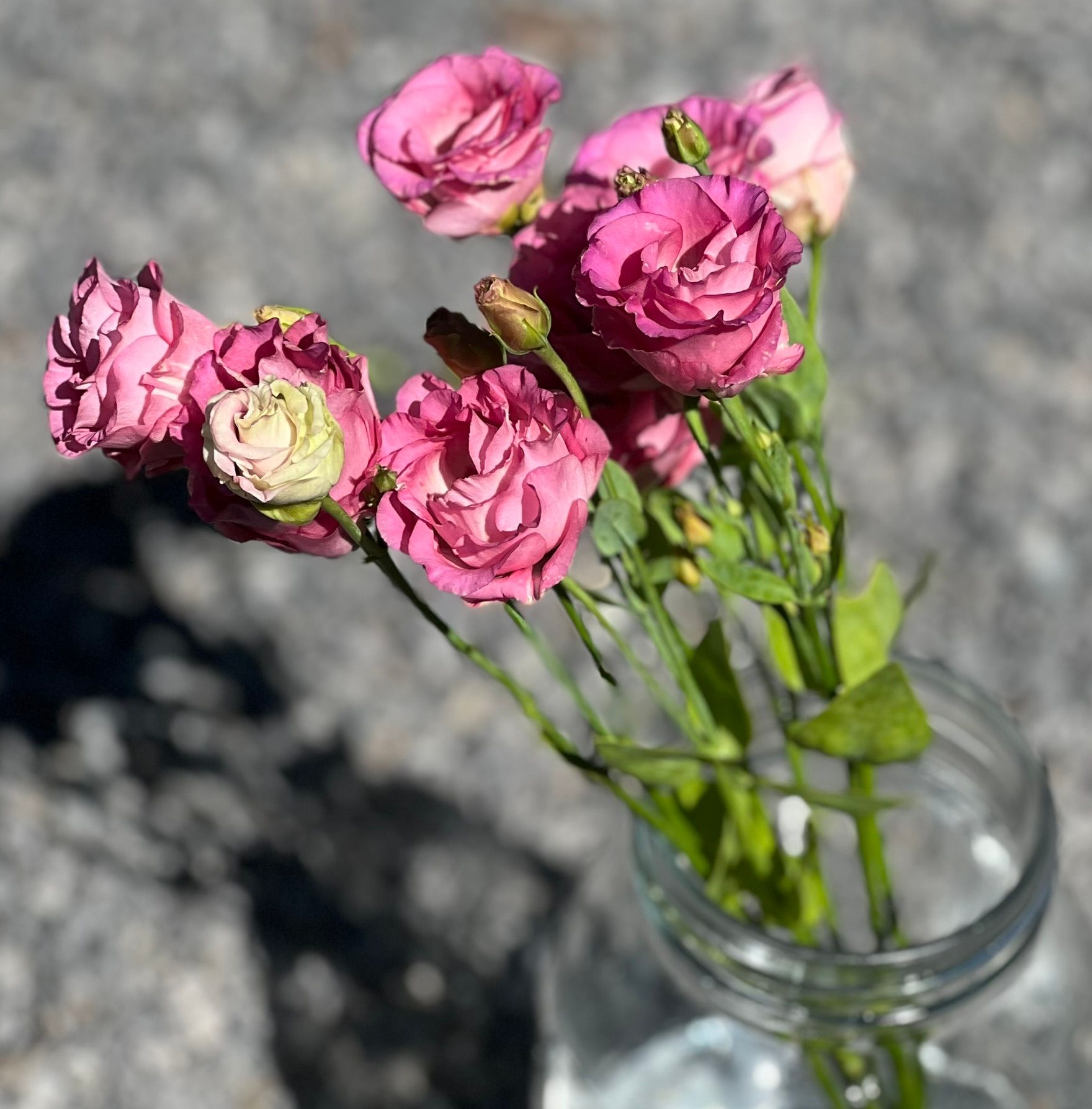 EUSTOMA grandiflorum